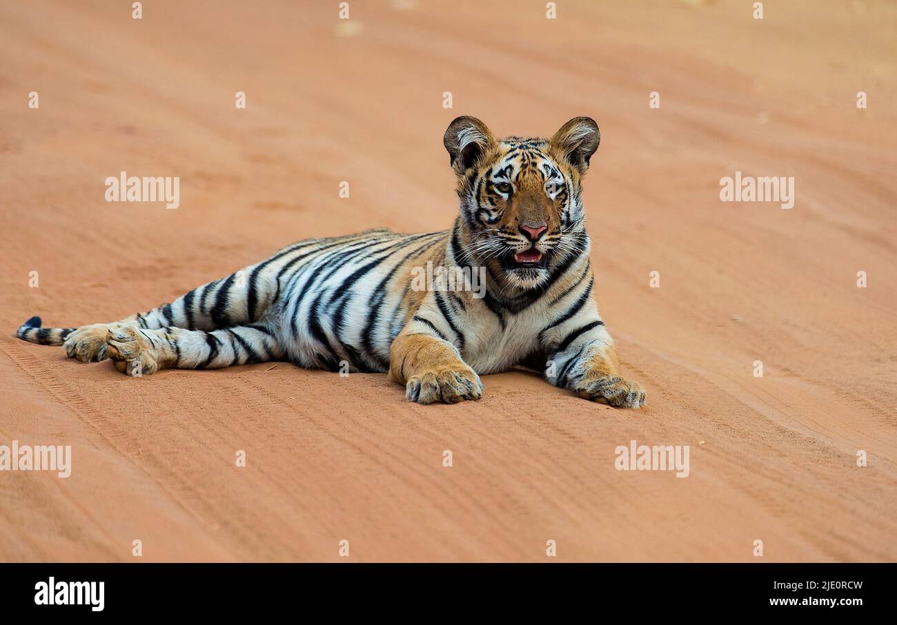 Bengalischer Tigerkub, sechs Monate alt. Tadoba NP, Indien. Stockfoto