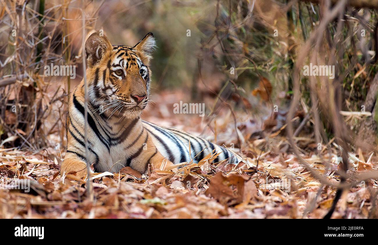 Tiger-Junge im dichten Wald des Tadoba NP, Indien. Stockfoto