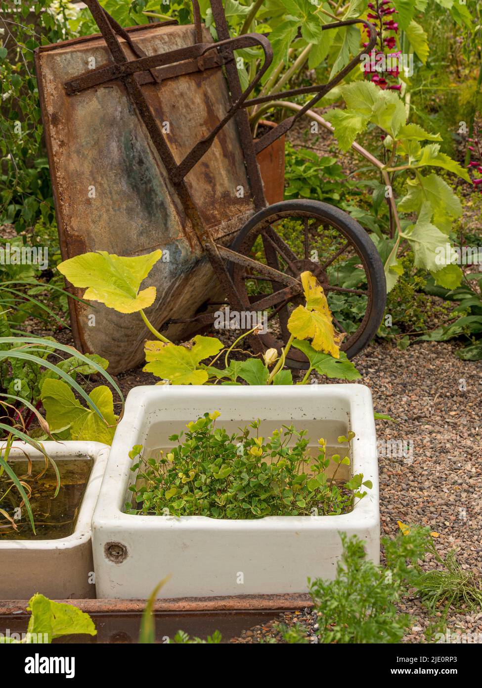 Wasserpflanzen in einem upcycling Belfast sinken in einem britischen Garten. Stockfoto