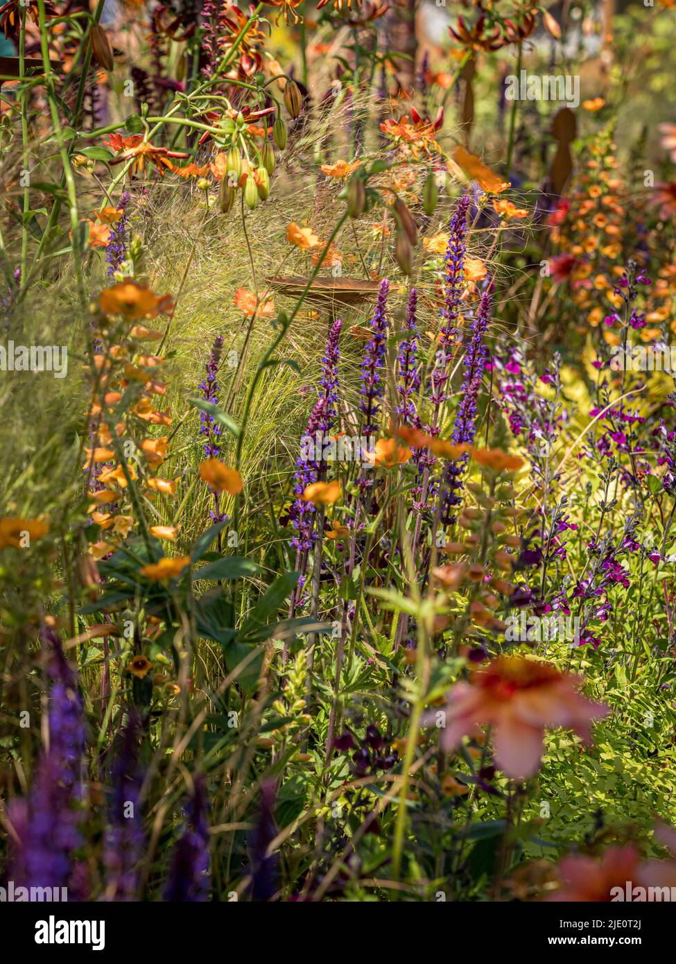 In einem britischen Garten wachsen violette Salvias mit orangefarbenen Geums und Ziergräsern. Stockfoto