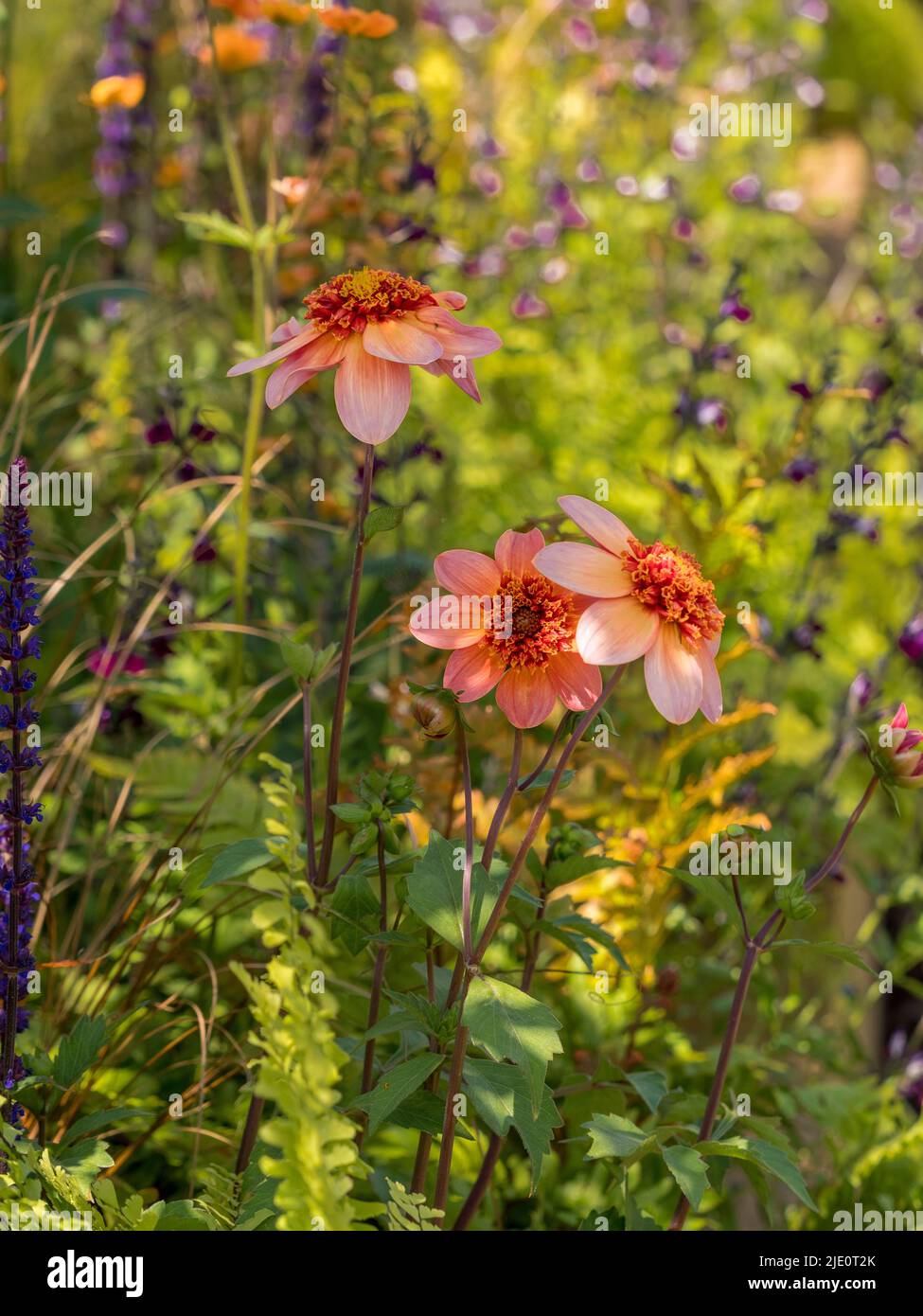 Dahlia 'Totally Tangerine' wächst in einem britischen Garten mit unscharf lila Salvias in der Ferne Stockfoto