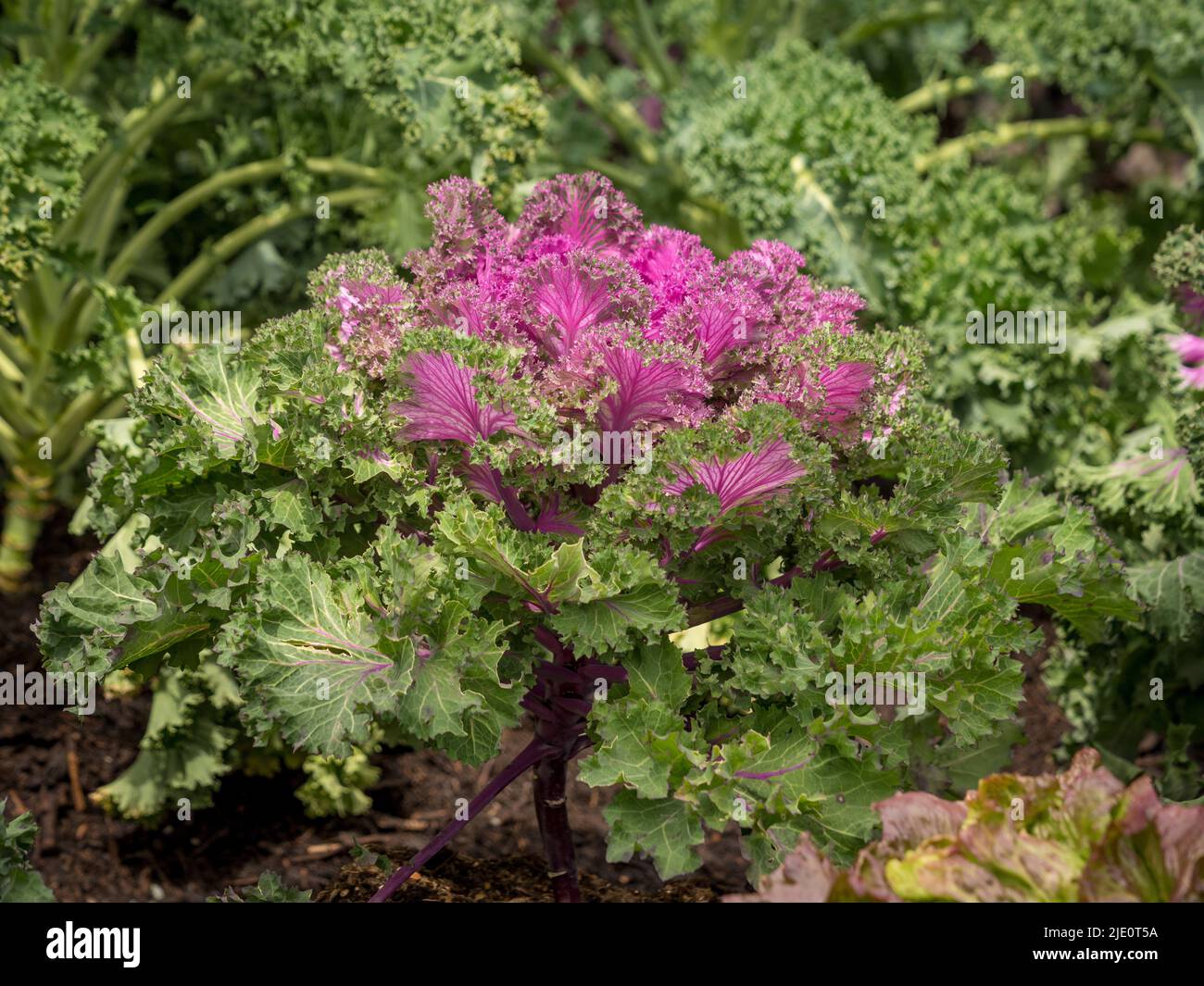 Rosafarbener und grüner essbarer Zierkohl, genannt Kale Rainbow Candy Crush, wächst in einem britischen Garten. Stockfoto