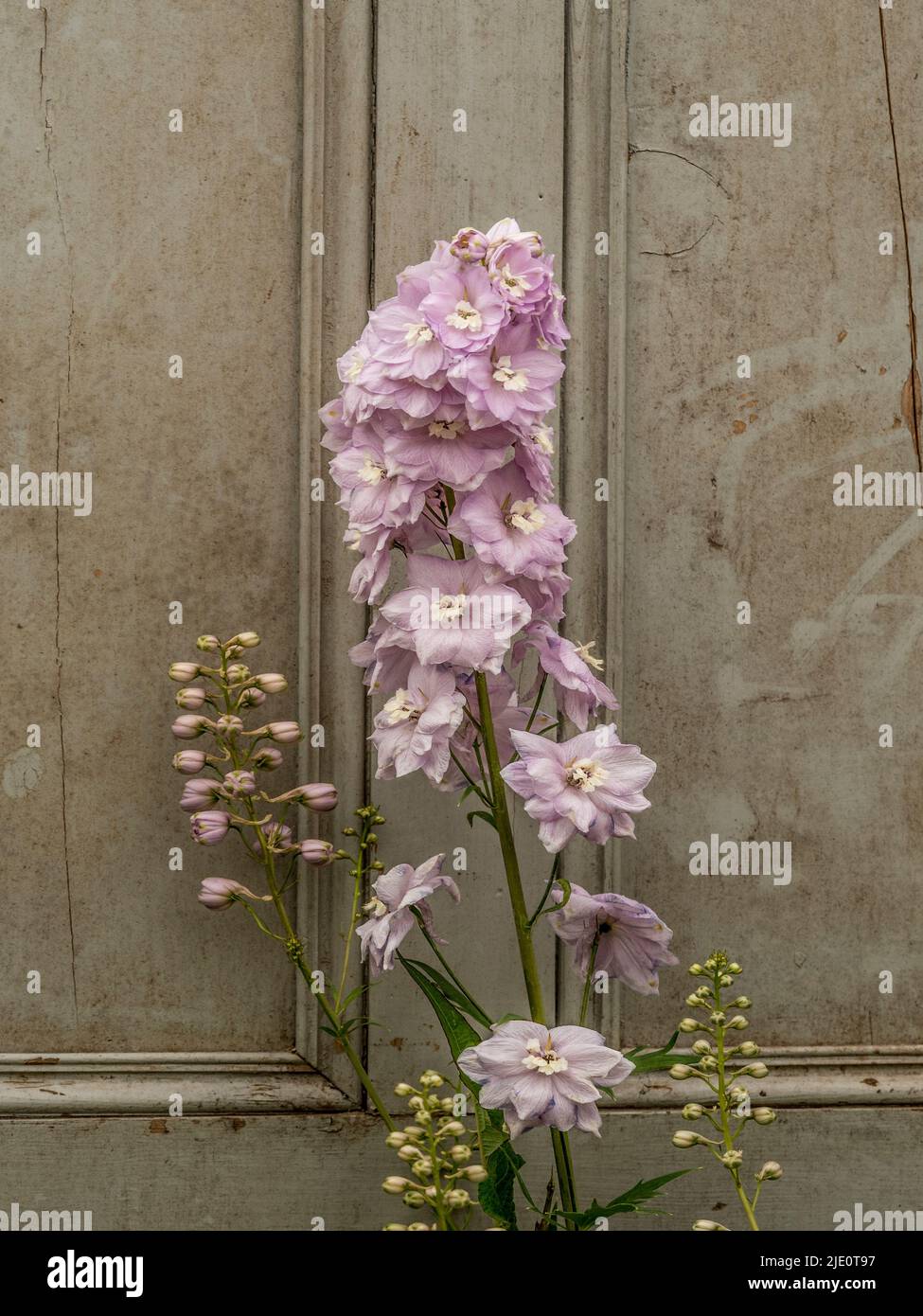 Delphinium 'Lilac Rose with White Bee' Blume vor einer alten bemalten getäfelten Tür. Stockfoto