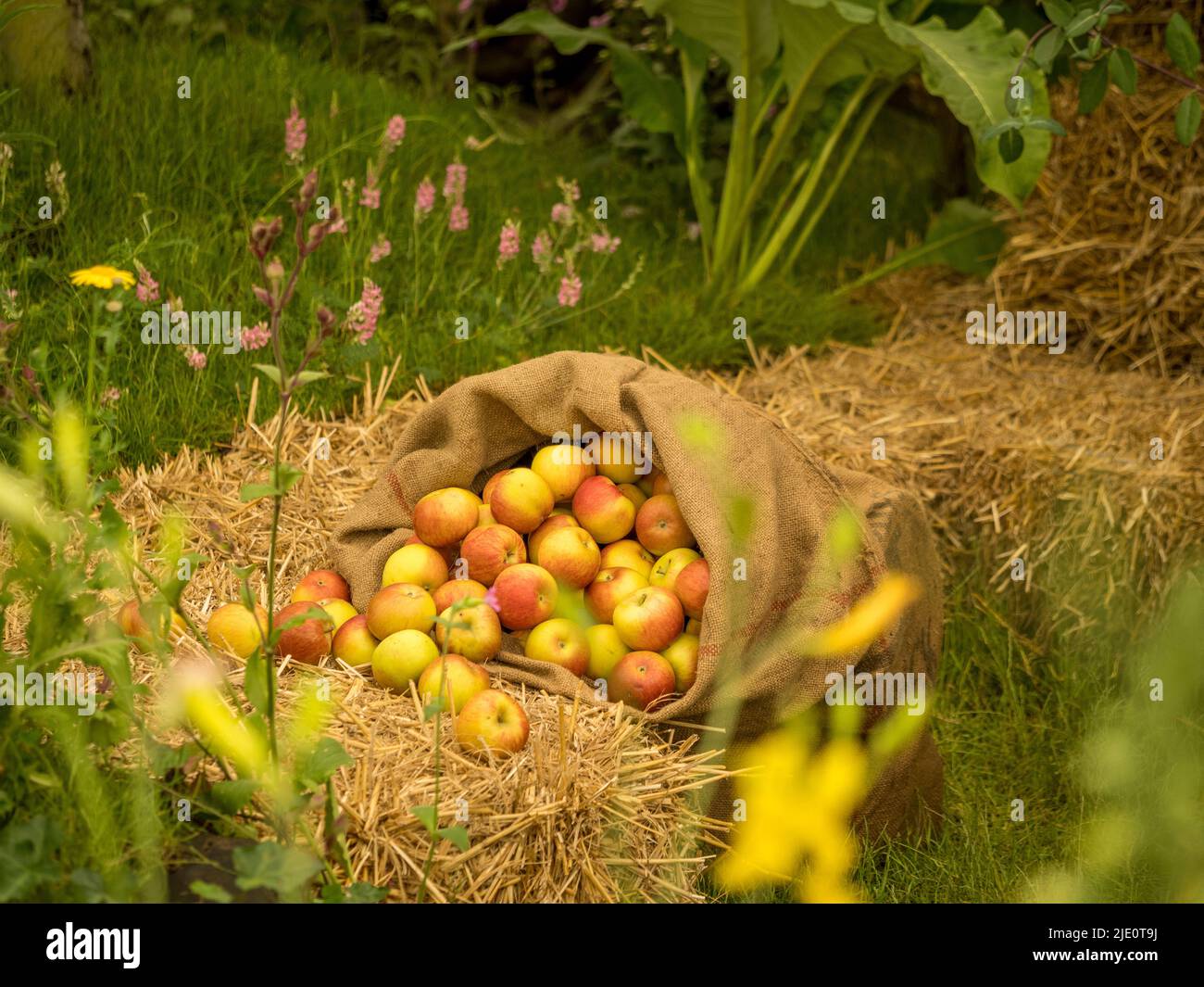 Öffnen Sie den hessischen Sack mit roten und gelben Äpfeln, die auf einen Strohballen auslaufen. Stockfoto