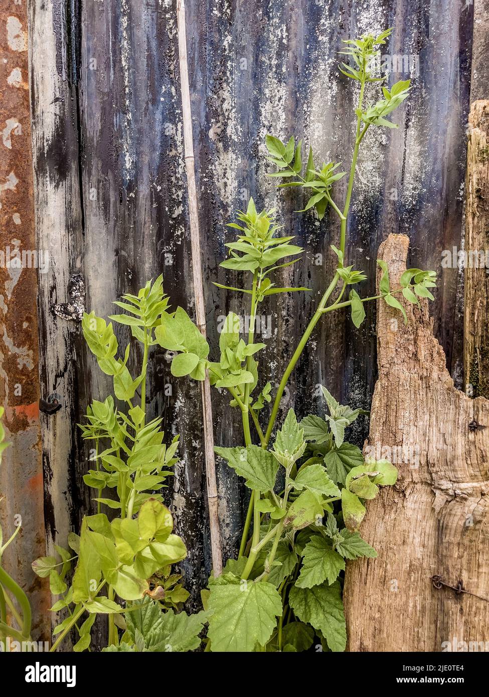 Nahaufnahme des Unkrauts, das gegen einen verwelkenden Wellstahlschuppen wächst. Stockfoto