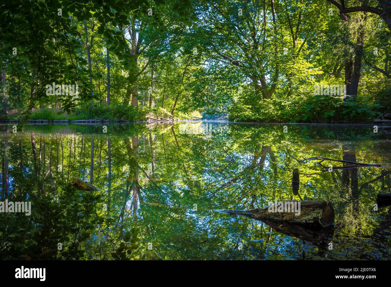 Schönheit in der Natur an einem der Seen im Tiergarten in Berlin, Deutschland an einem sonnigen Sommertag. Stockfoto