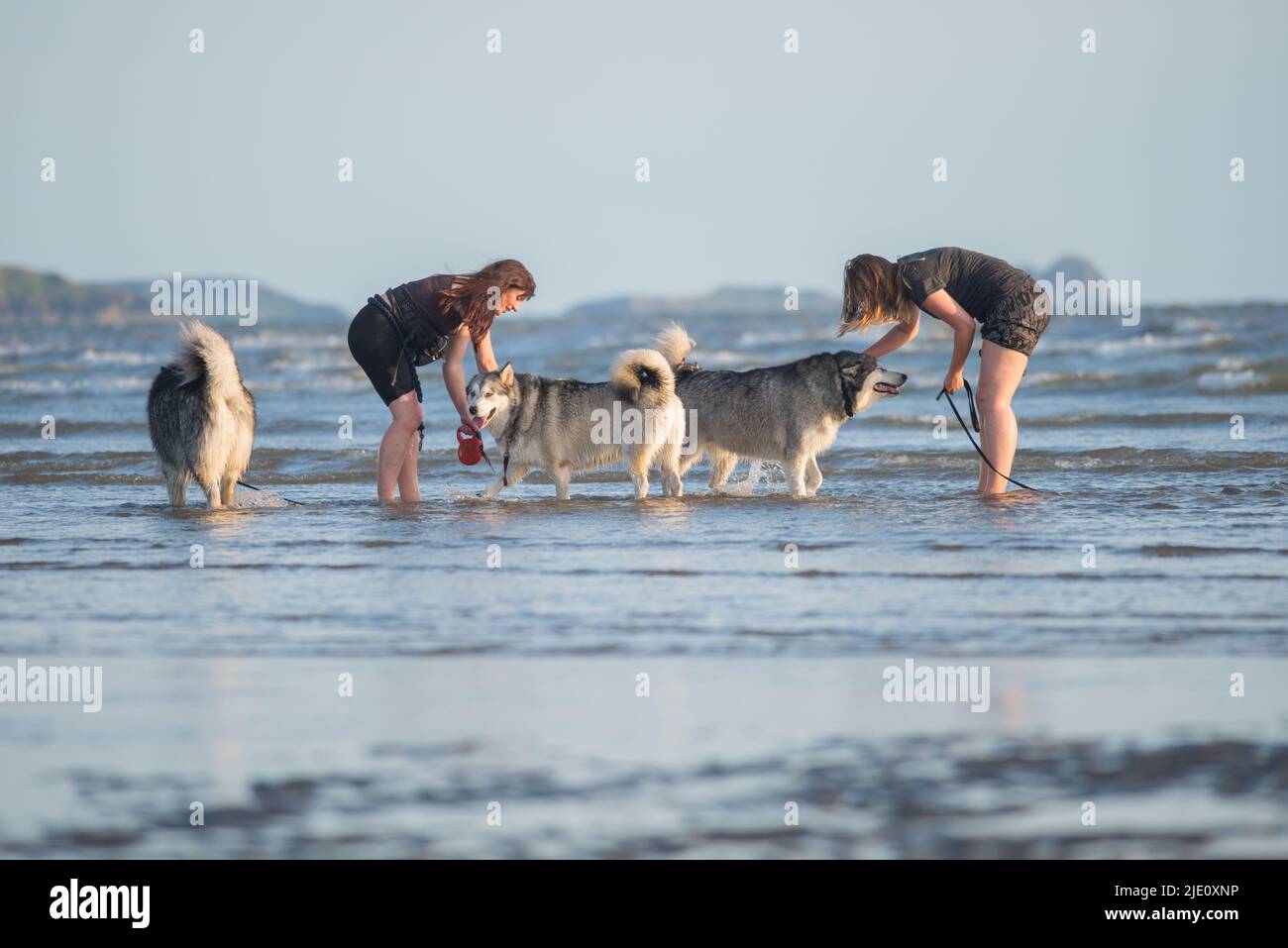 Frauen laufen mit Malamute alaskan Huskies im Meer am Strand von Pembrey Stockfoto