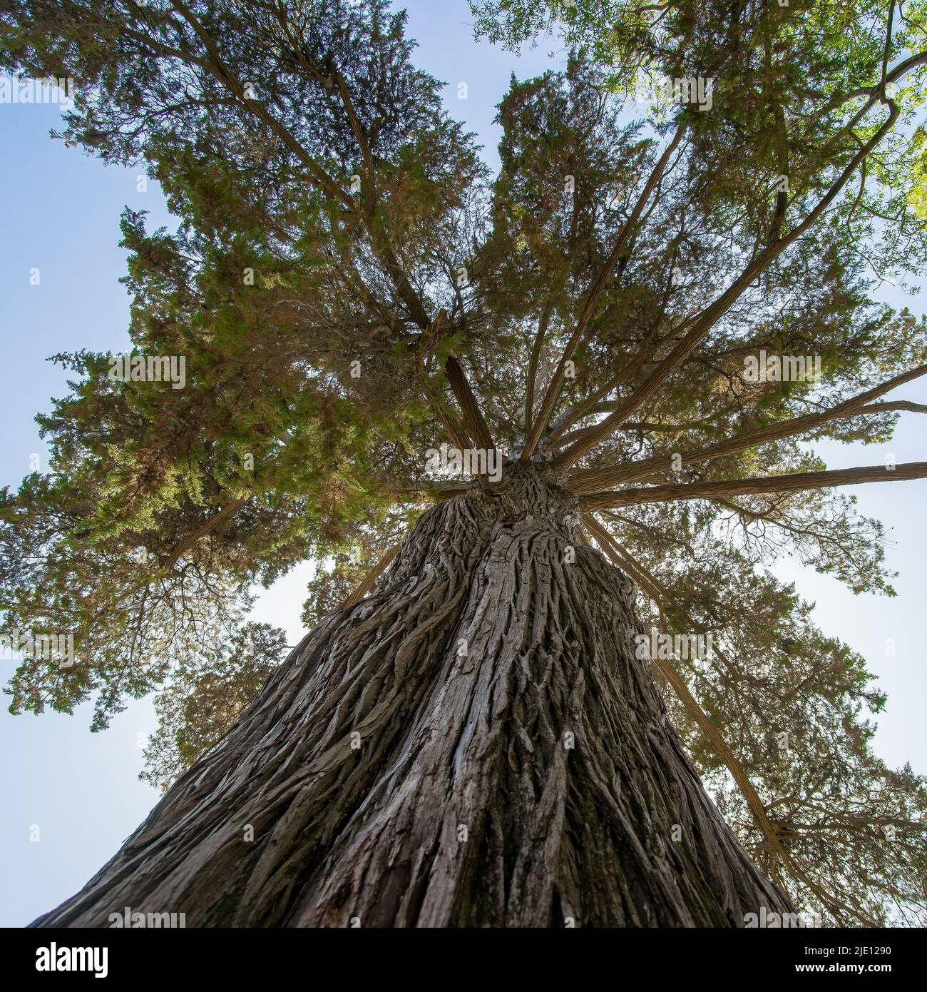 Cupressus macrocarpa Hartweg ex Gordon (Monterey Cypress), Ansicht von unten Stockfoto