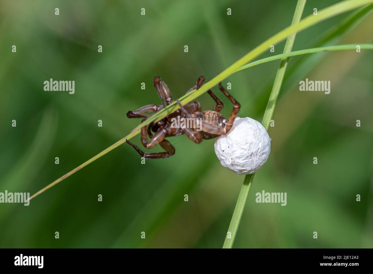 Weibliche Spinne, die ihren Eiersack im Juni oder Sommer auf Gras, Großbritannien, trägt Stockfoto