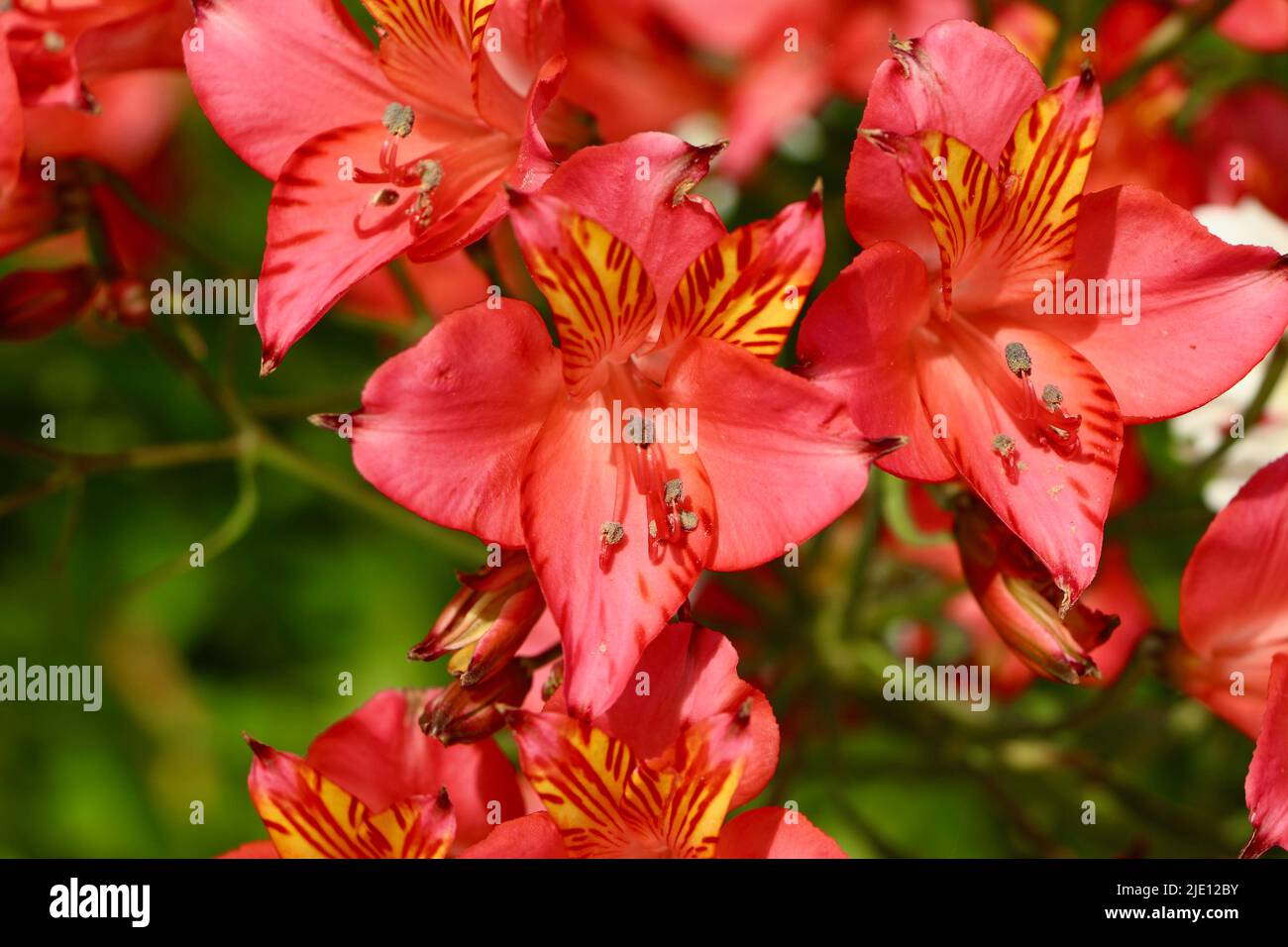 Vielfalt der Alstroemeria peruanischen Lilienblüten aus nächster Nähe Stockfoto