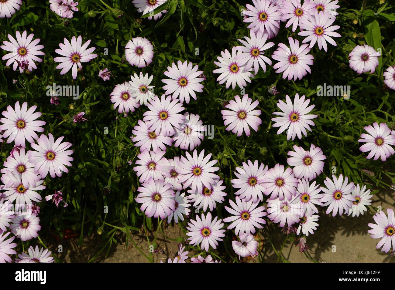 Osteospermum Afrikanische Gänseblümchen Gruppe von Blumen im Sonnenlicht Stockfoto