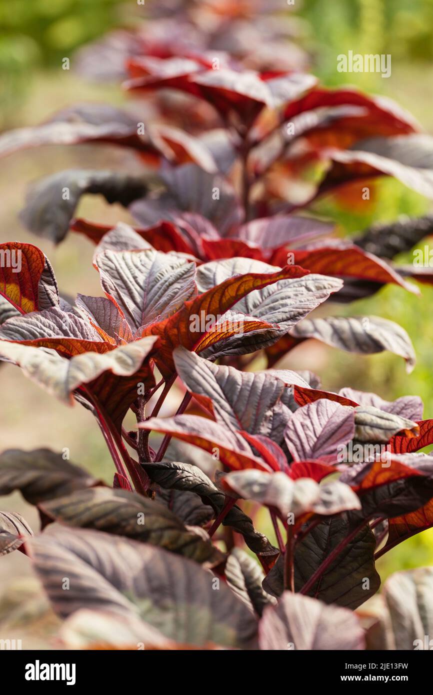 Rote Blatt-Pflanzen-Amaranth (amaranthus lividus var. rubrum) Pflanzen in einem Garten. Stockfoto