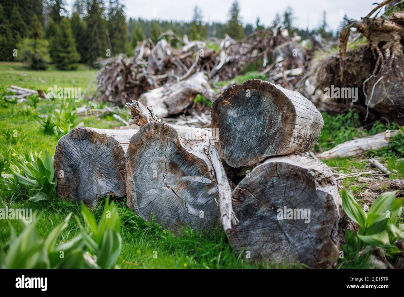 Gefällte trockene alte Baumstämme und viele dünne kleine gebrochene Äste liegen auf dickem grünen Frühlingsgras im Fichtenbergindustriewald Stockfoto
