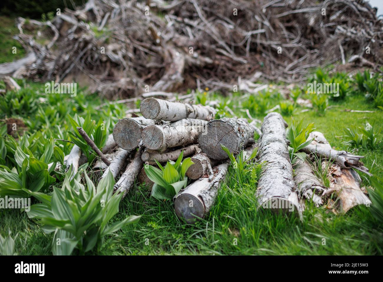 Gefällte trockene alte Baumstämme und viele dünne kleine gebrochene Äste liegen auf dickem grünen Frühlingsgras im Fichtenbergindustriewald Stockfoto