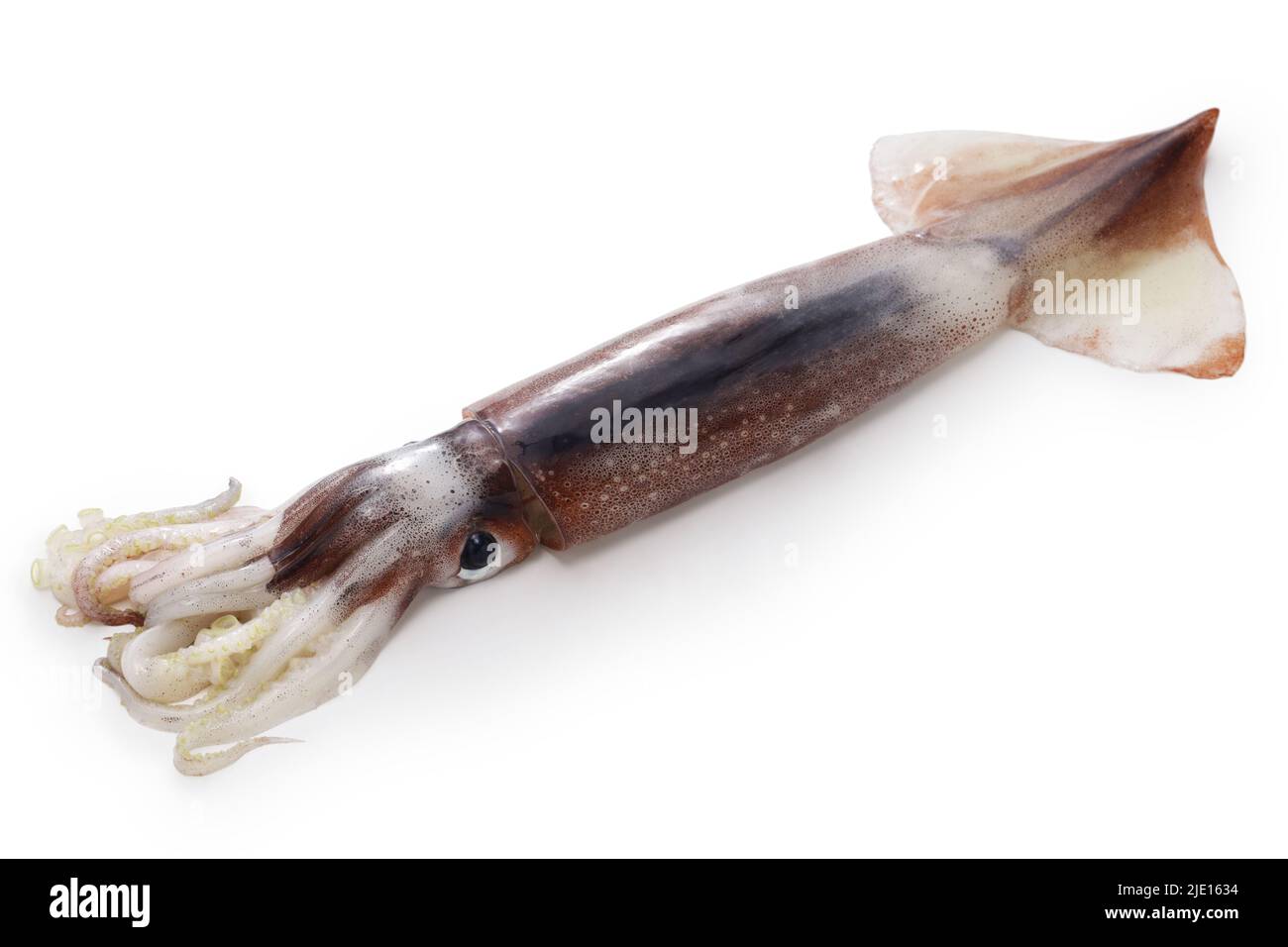 Japanischer fliegender Tintenfisch isoliert auf weißem Hintergrund Stockfoto