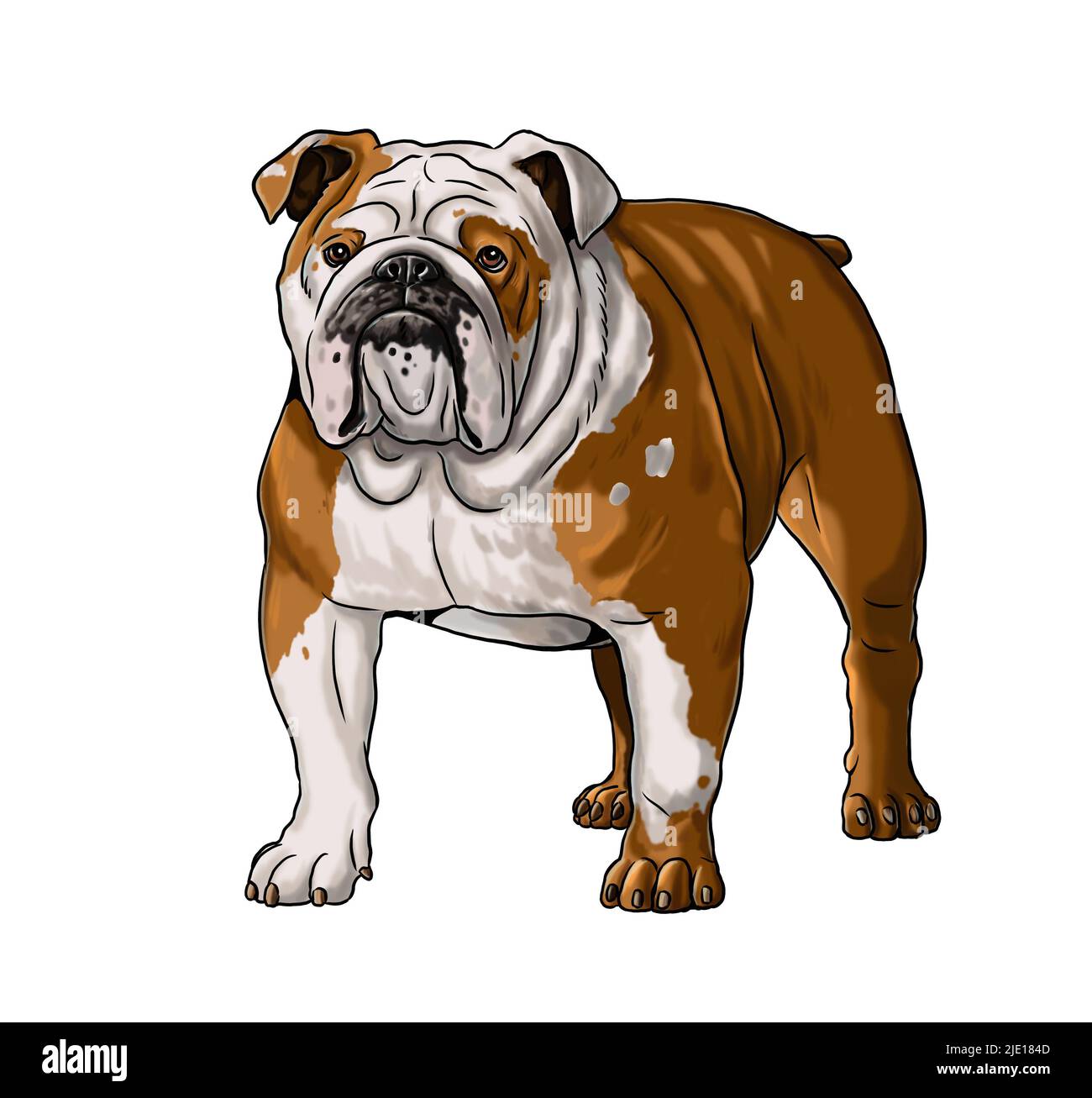 Nette englische Bulldogge Zeichnung. Isolierte Illustration mit dem süßen Hund. Britische Bulldog-Illustration. Stockfoto