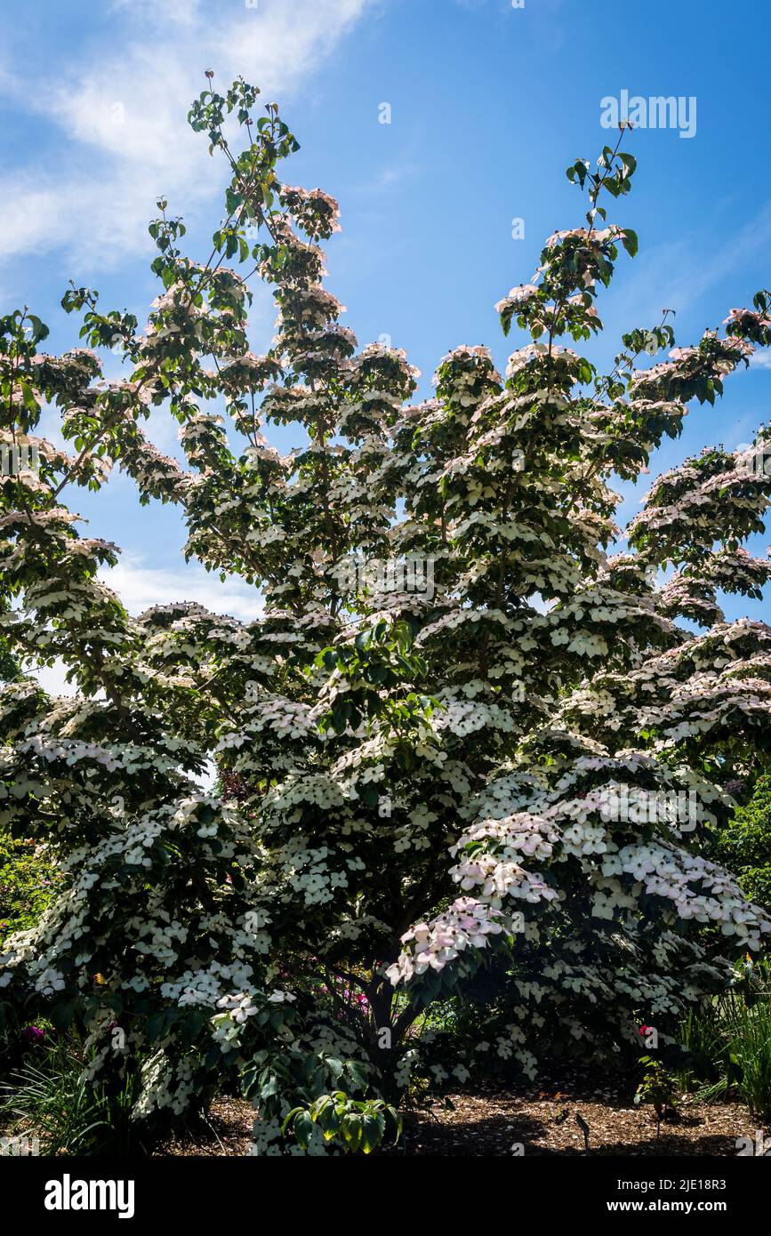 Cornus kousa 'Eurostar', Dogwood-Baum Stockfoto