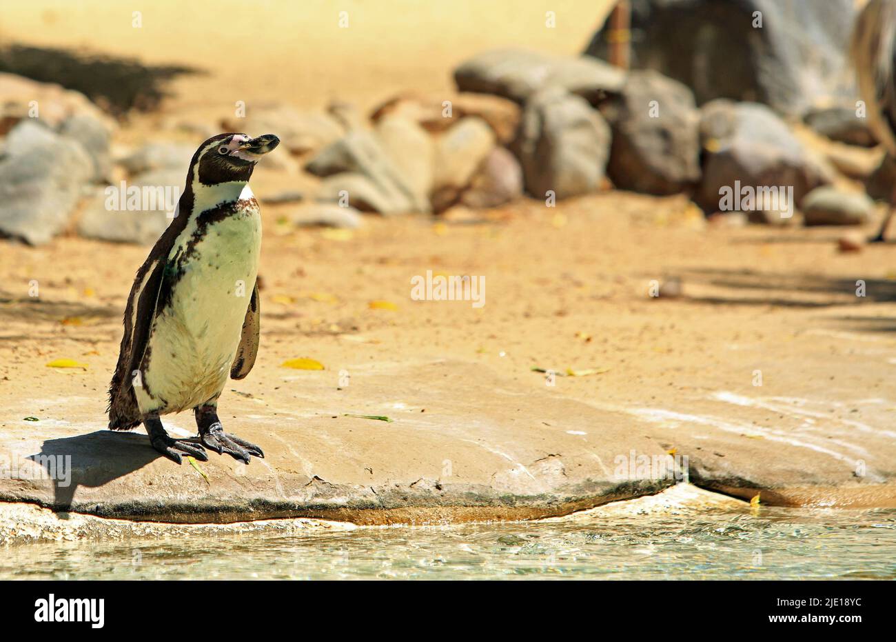 Humboldt-Pinguin steht am Wasserrand - lateinischer Name Spheniscus humboldti Stockfoto