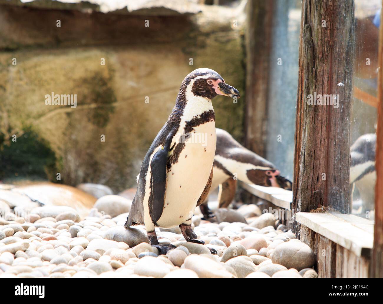Gefangener Humboldt-Pinguin, der neben einem Glasfenster steht Stockfoto