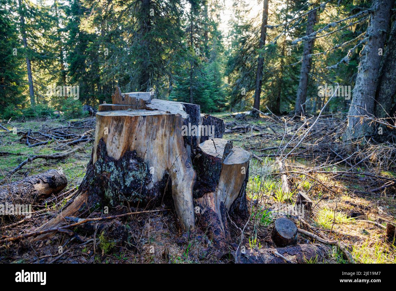 Ein alter, baufälliger Stumpf, der mit Moos und anderen Pflanzen bedeckt ist, befindet sich auf einer waldreichen, wilden Lichtung, in einem dunklen, fichtengrünen dichten Wald mit hohen Bäumen Stockfoto