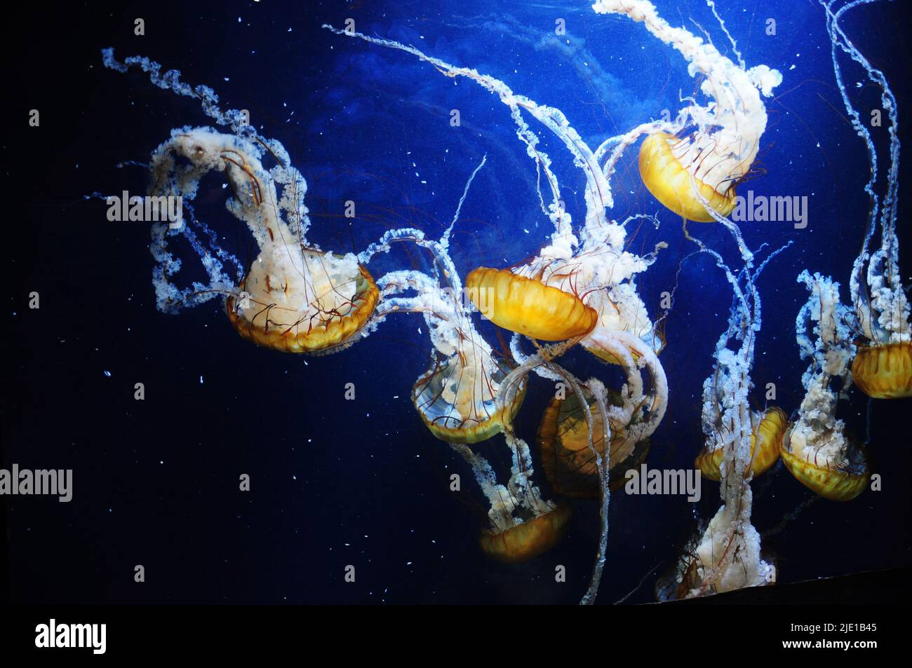 Aufgenommen an der California Academy of Sciences in San Francisco, Kalifornien, USA.Eine Qualle ist in der Mitte des Bildes über einem tiefen B zu sehen Stockfoto