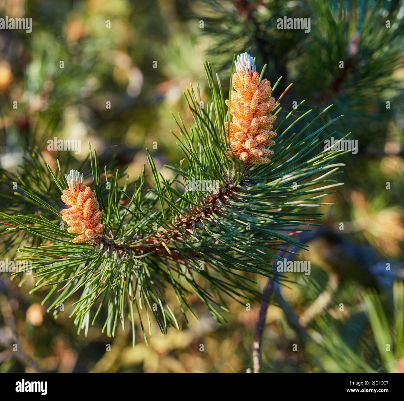 Nahaufnahme eines roten Kiefernzweiges, der in einem immergrünen borealen Wald wächst. Nadelwaldpflanze im Frühjahr an einem sonnigen Tag vor verschwommenem Hintergrund Stockfoto
