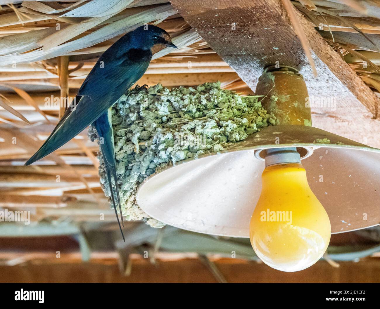 Scheune Schwalbe Hirundo rustica an seinem Nest auf einem hellen Schatten auf der Veranda eines griechischen Hotels - Zagori Nordgriechenland Stockfoto