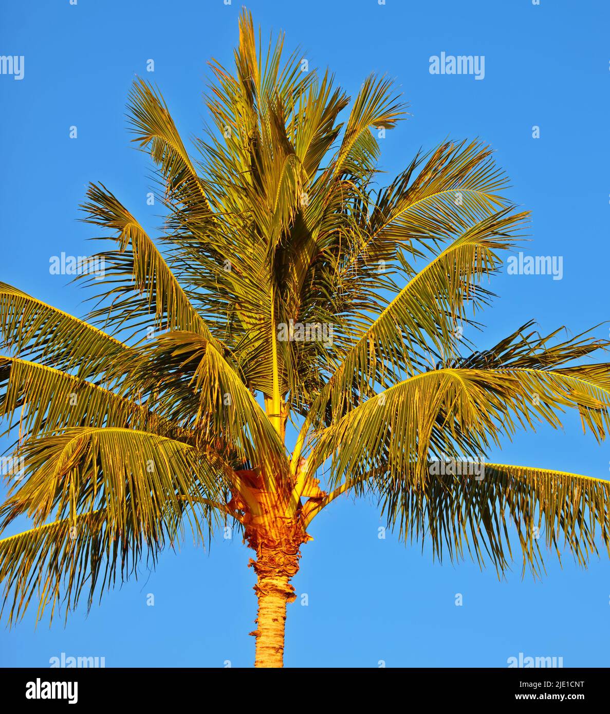 Blick von unten auf eine Palme isoliert vor einem blauen Himmel und Hintergrund draußen während der Sommerferien und Urlaub im Ausland oder Übersee. Low-Angle-Ansicht Stockfoto