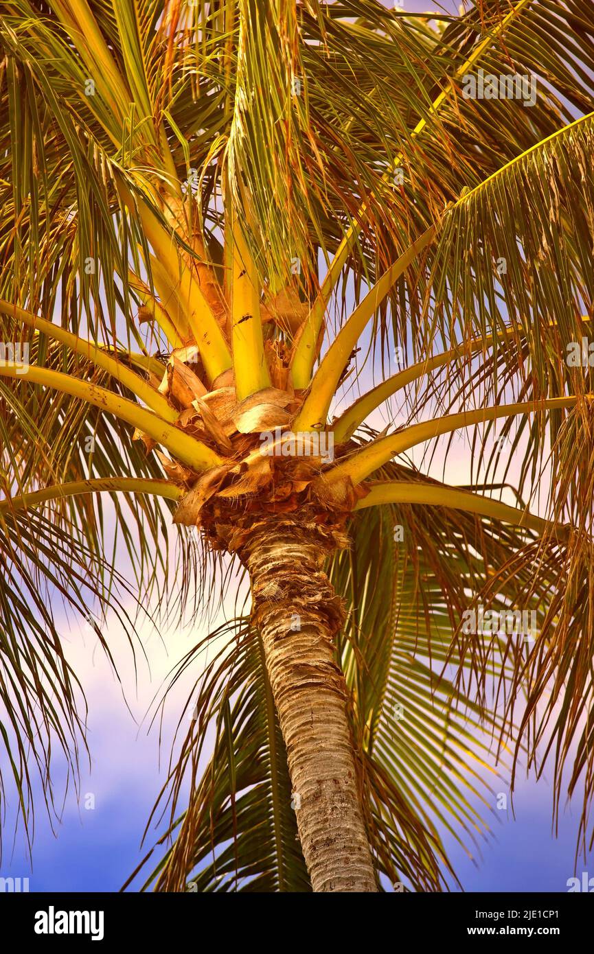 Unten Blick auf eine Palme Äste und Blätter draußen bei Sonnenuntergang während der Sommerferien und Urlaub im Ausland und Übersee. Blick auf Kokosnuss Stockfoto