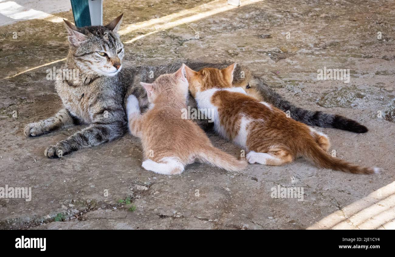 Eine gestromte Katze, die ihre zwei Marmeladenkätzchen - Griechenland - suckelt Stockfoto
