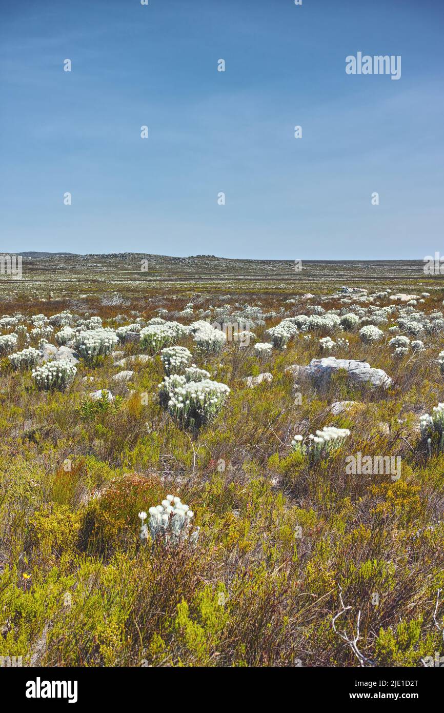 Fynbos im Table Mountain National Park, Cape of Good Hope, Südafrika. Landschaftlich reizvolle Landschaft mit feinem Busch, einheimischen Pflanzen- und Blumenarten wachsen Stockfoto