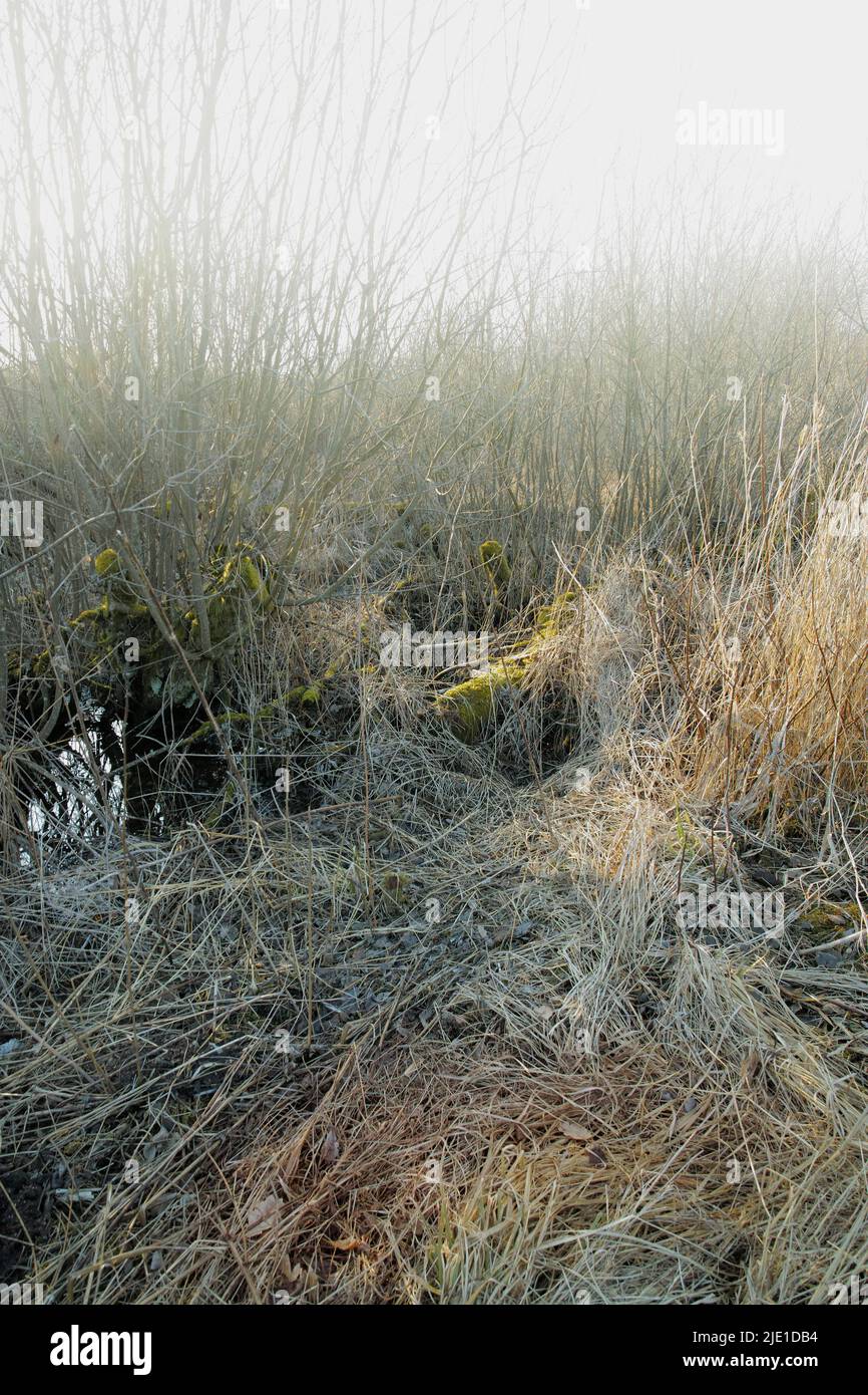 Trockenes, trockenes Gras auf einem Sumpf in einem leeren Grasland in Dänemark an einem nebligen Tag. Naturlandschaft und Hintergrund von unbebauten Land mit braun Stockfoto