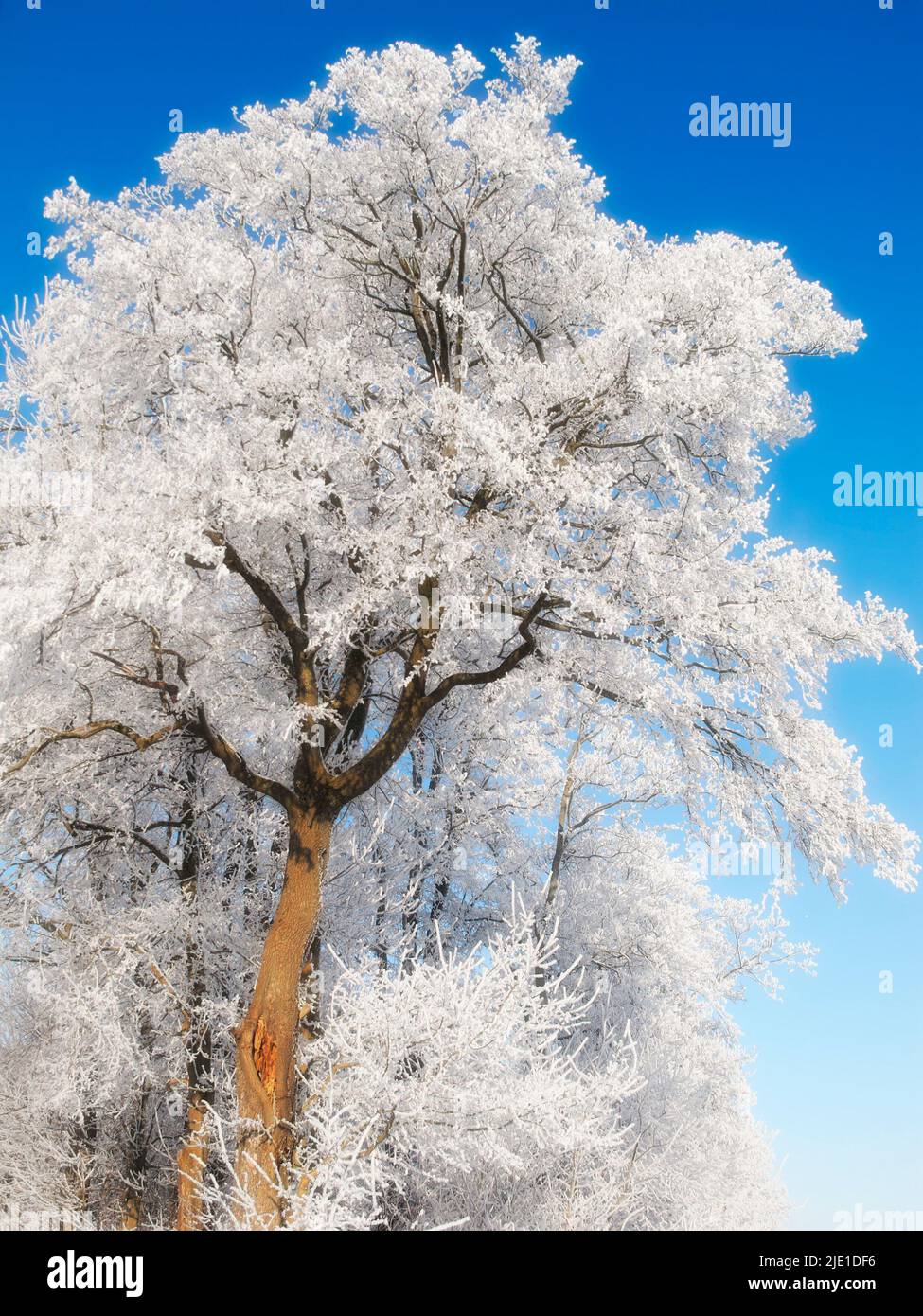 Blick in den niedrigen Winkel auf schneebedeckte Bäume isoliert gegen den blauen Himmel am Tag. Blick von eisbedeckten und mattierten Ästen im kalten Winter. Global Stockfoto