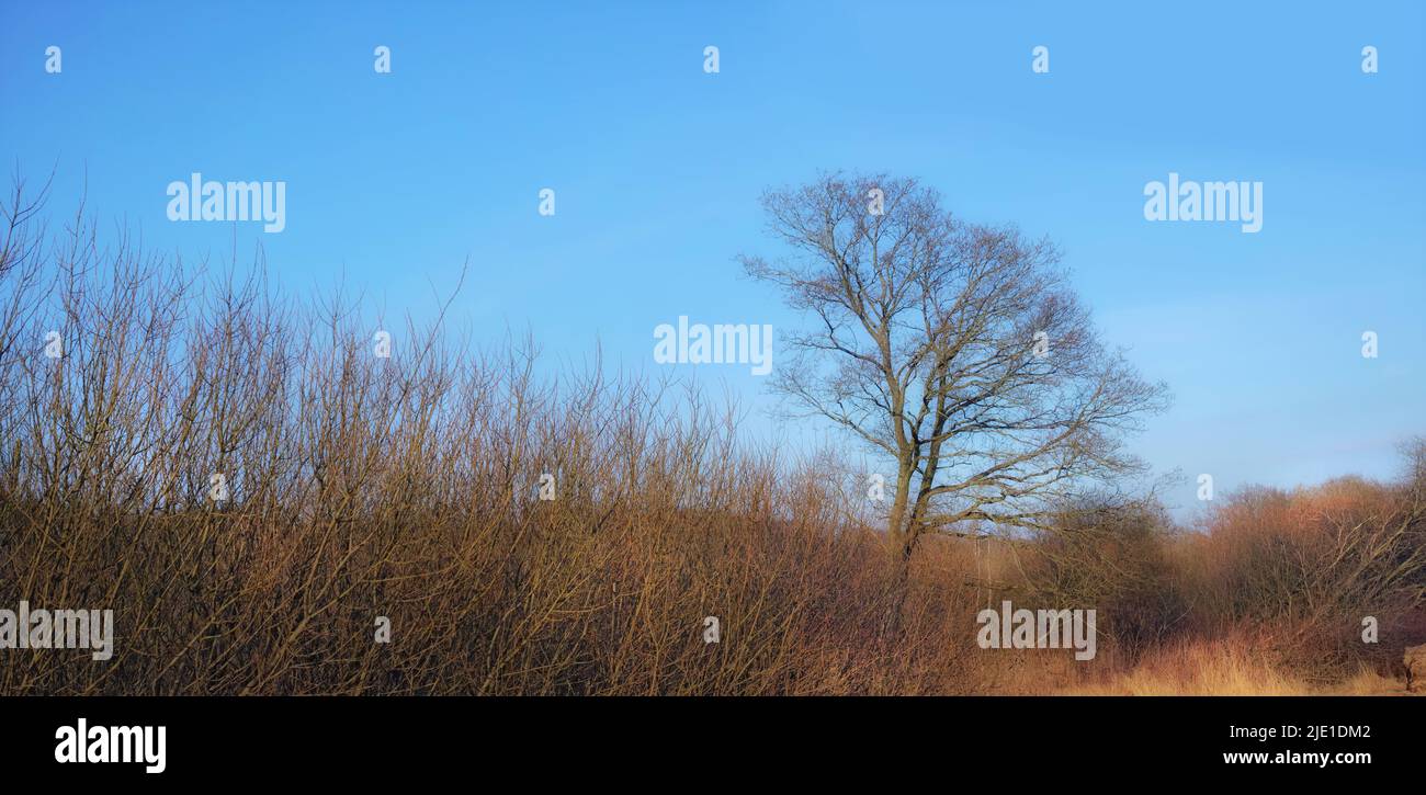 Trockenes oder trockenes Land ein leerer dänischer Sumpf im frühen Frühjahr. Unbebautes Ackerland und ein Baum ohne Blätter mit blauem Himmel Hintergrund. Halb Wüste Stockfoto