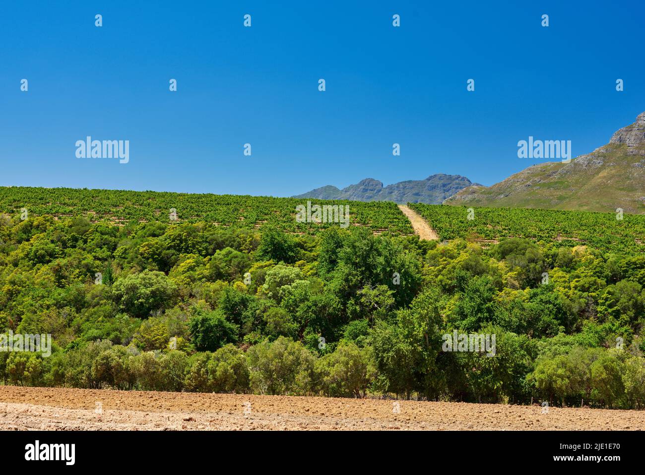 Eine üppig grüne Weinfarm an einem Sommertag mit klarem blauen Himmel Copyspace. Lebhaftes Stellensbosch-Viertel, Western Cape Province, Südafrika. Friedlich Stockfoto
