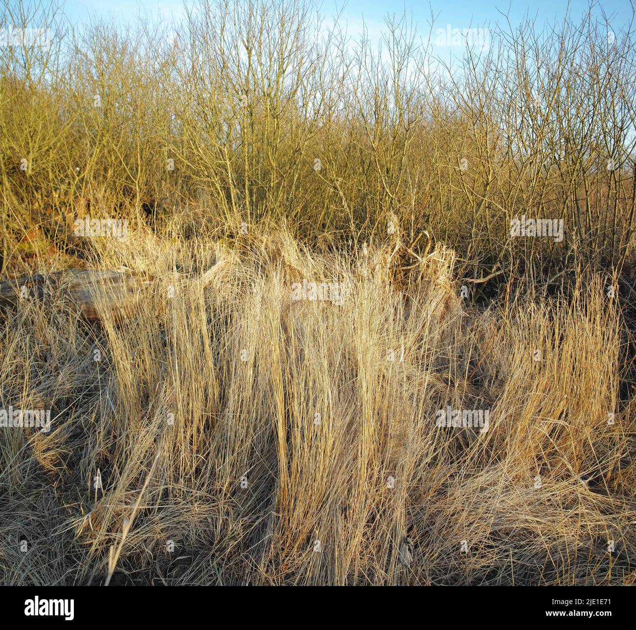 Trockenes, trockenes Gras auf einem Sumpf in einem leeren Grasland in Norwegen im frühen Frühjahr. Naturlandschaft und Hintergrund von unbebauten Flächen mit braunem Schilf Stockfoto