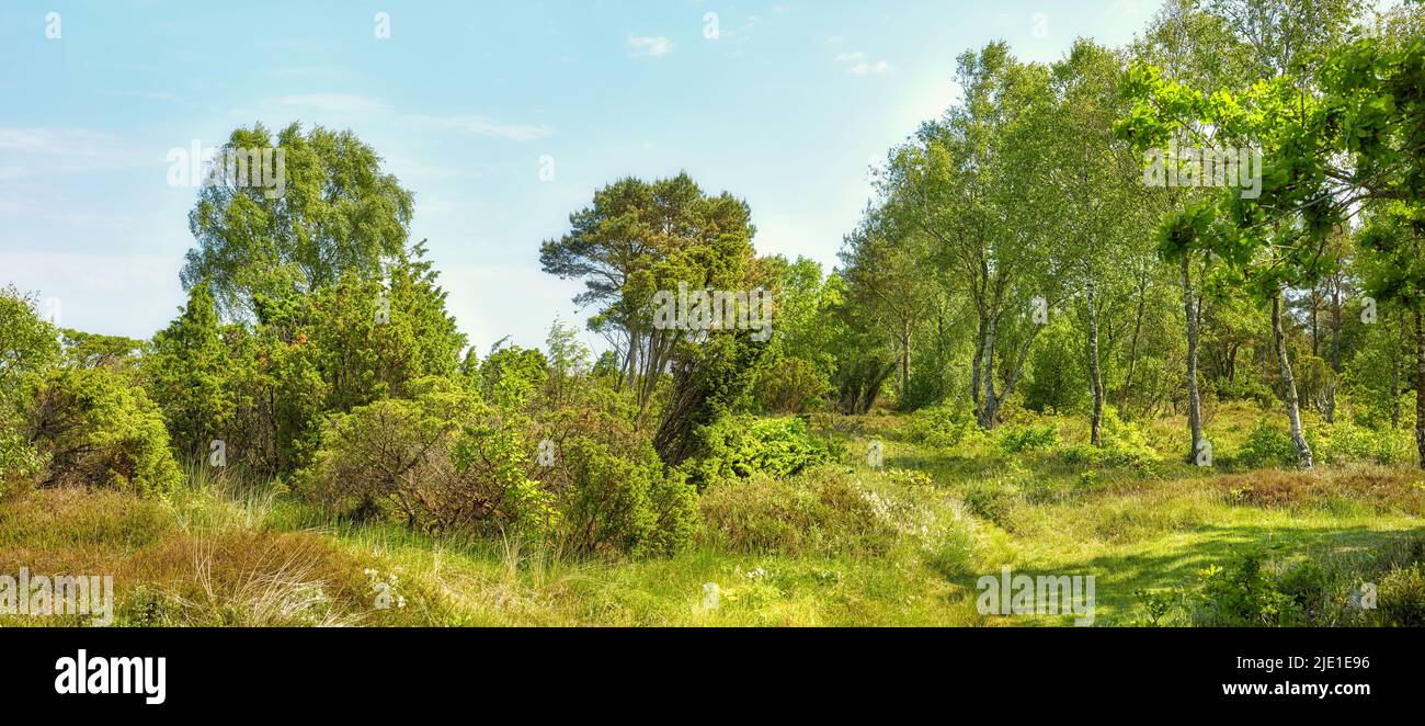 Helle grüne Landschaft mit Bäumen und Gras. Bewachsenes Feld an einem sonnigen Tag draußen. Üppiges Laub mit blauem Himmel in Dänemark. Friedliche wilde Naturszene Stockfoto