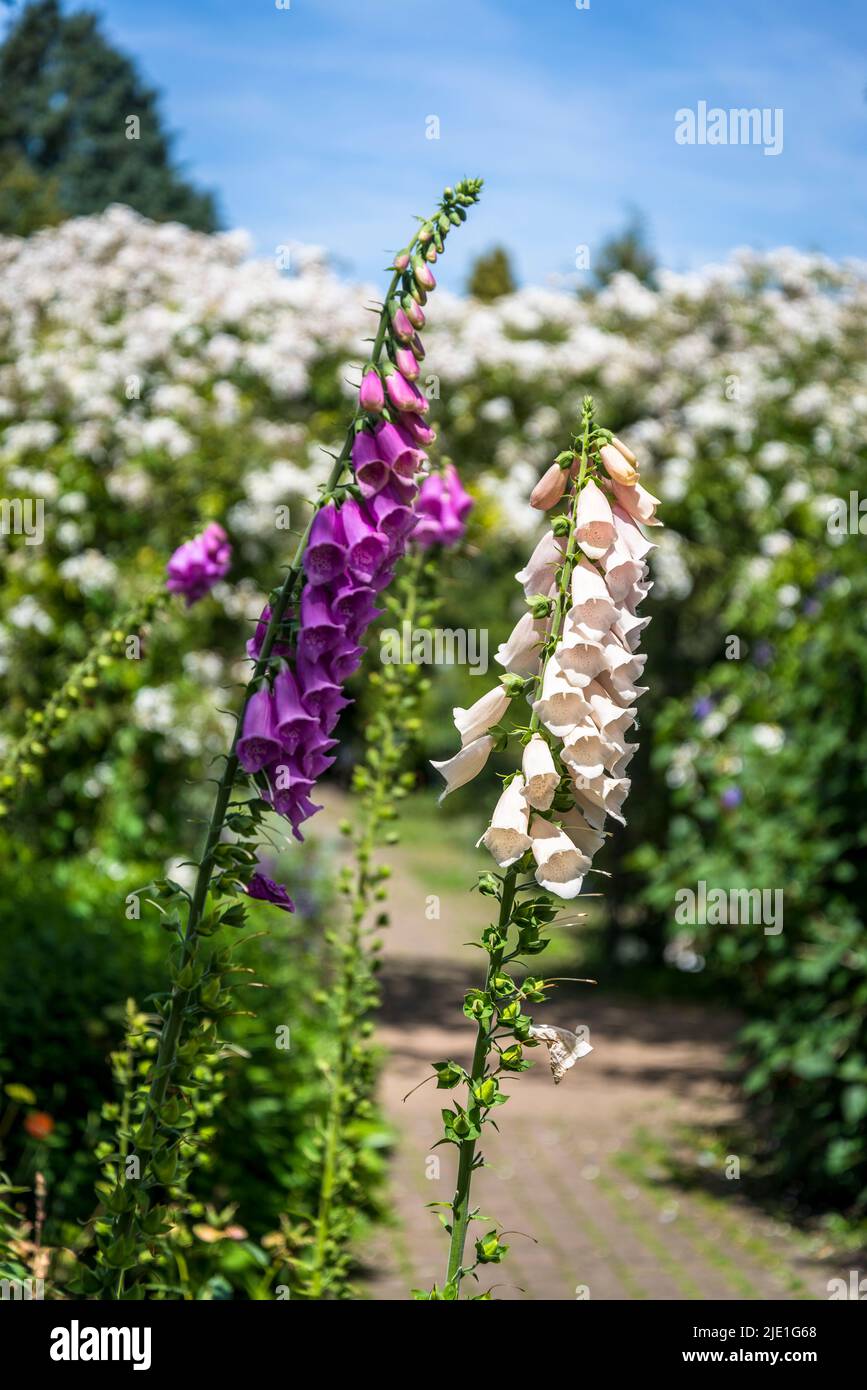Fuchshandschuhe Blumen, lateinischer Name Digitalis Stockfoto