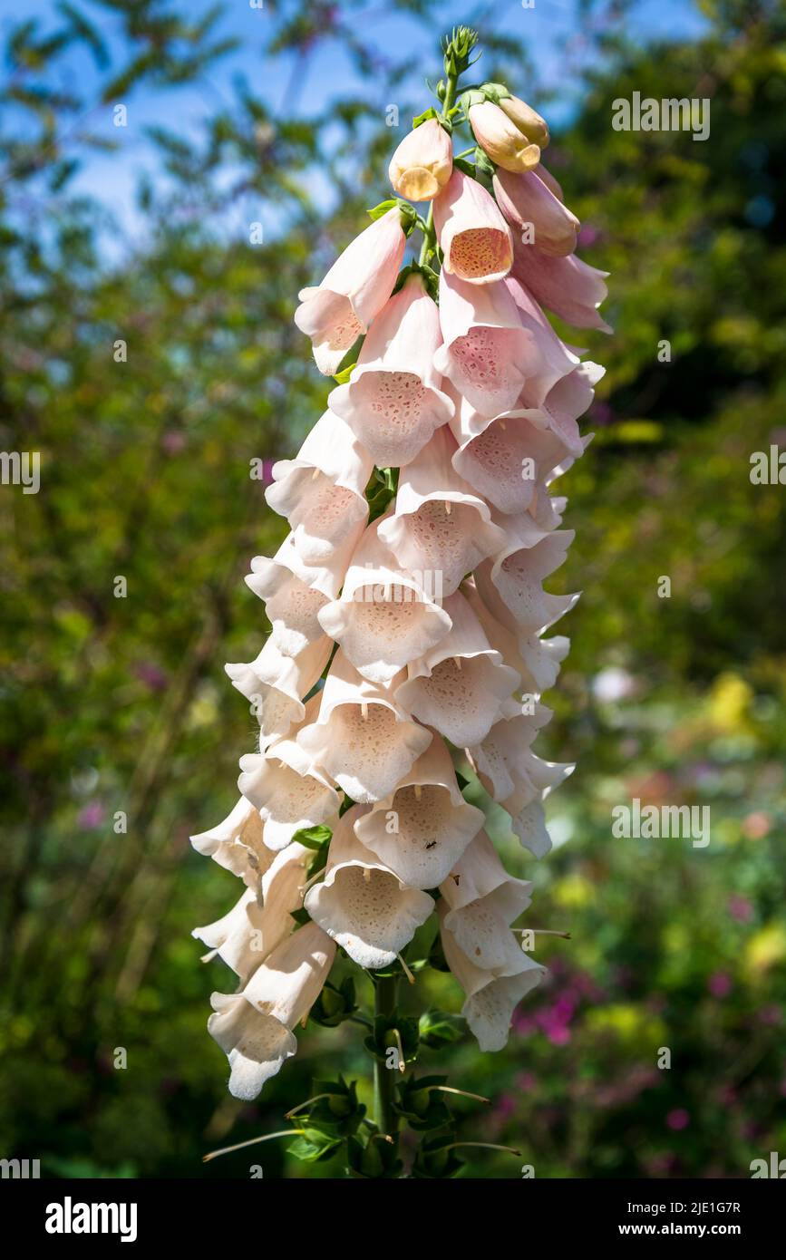 Fuchshandschuhe Blumen, lateinischer Name Digitalis Stockfoto