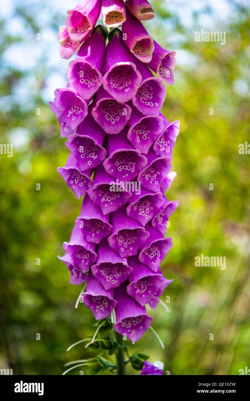 Fuchshandschuhe Blumen, lateinischer Name Digitalis Stockfoto