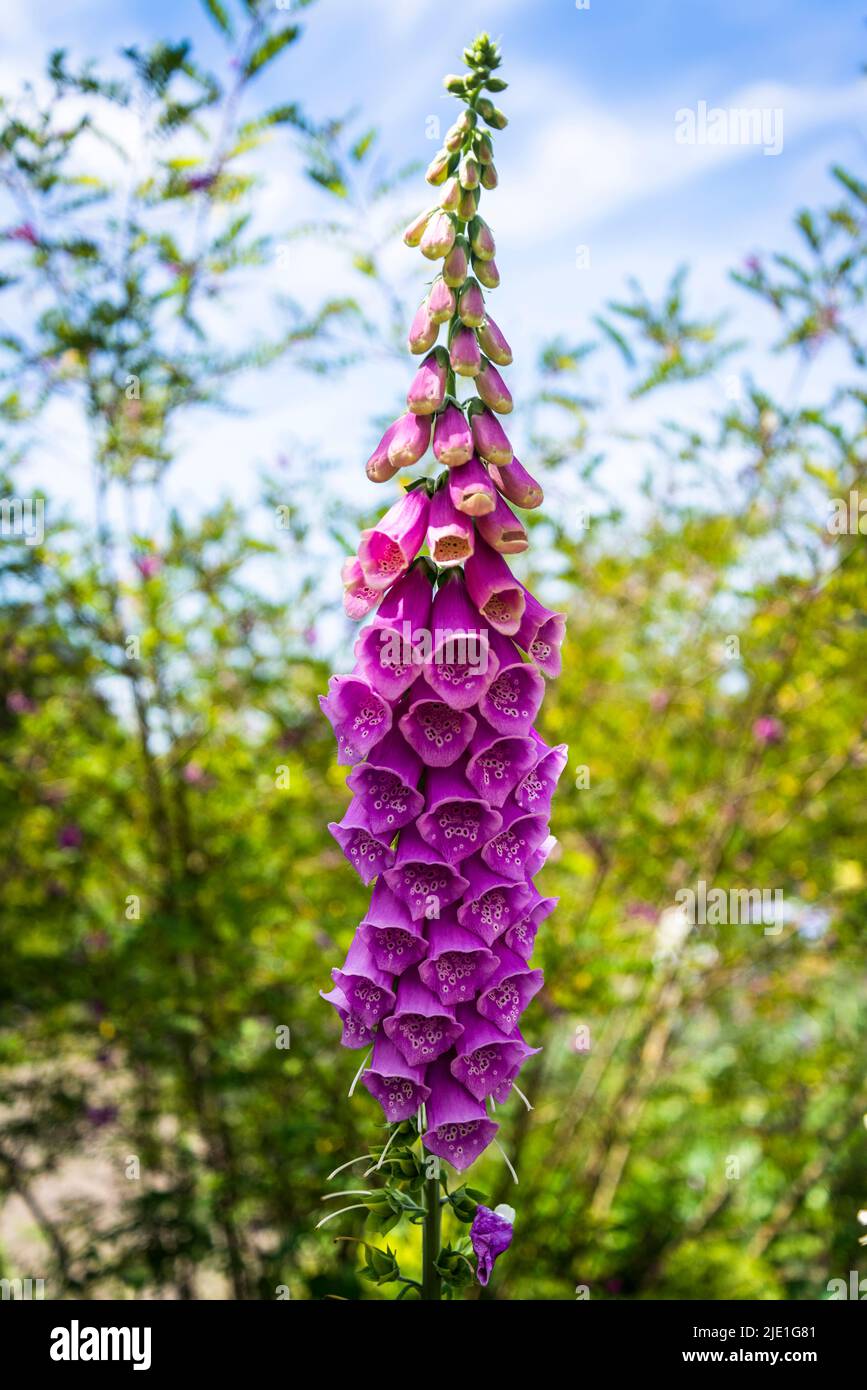 Fuchshandschuhe Blumen, lateinischer Name Digitalis Stockfoto