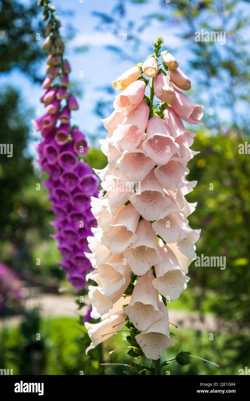 Fuchshandschuhe Blumen, lateinischer Name Digitalis Stockfoto