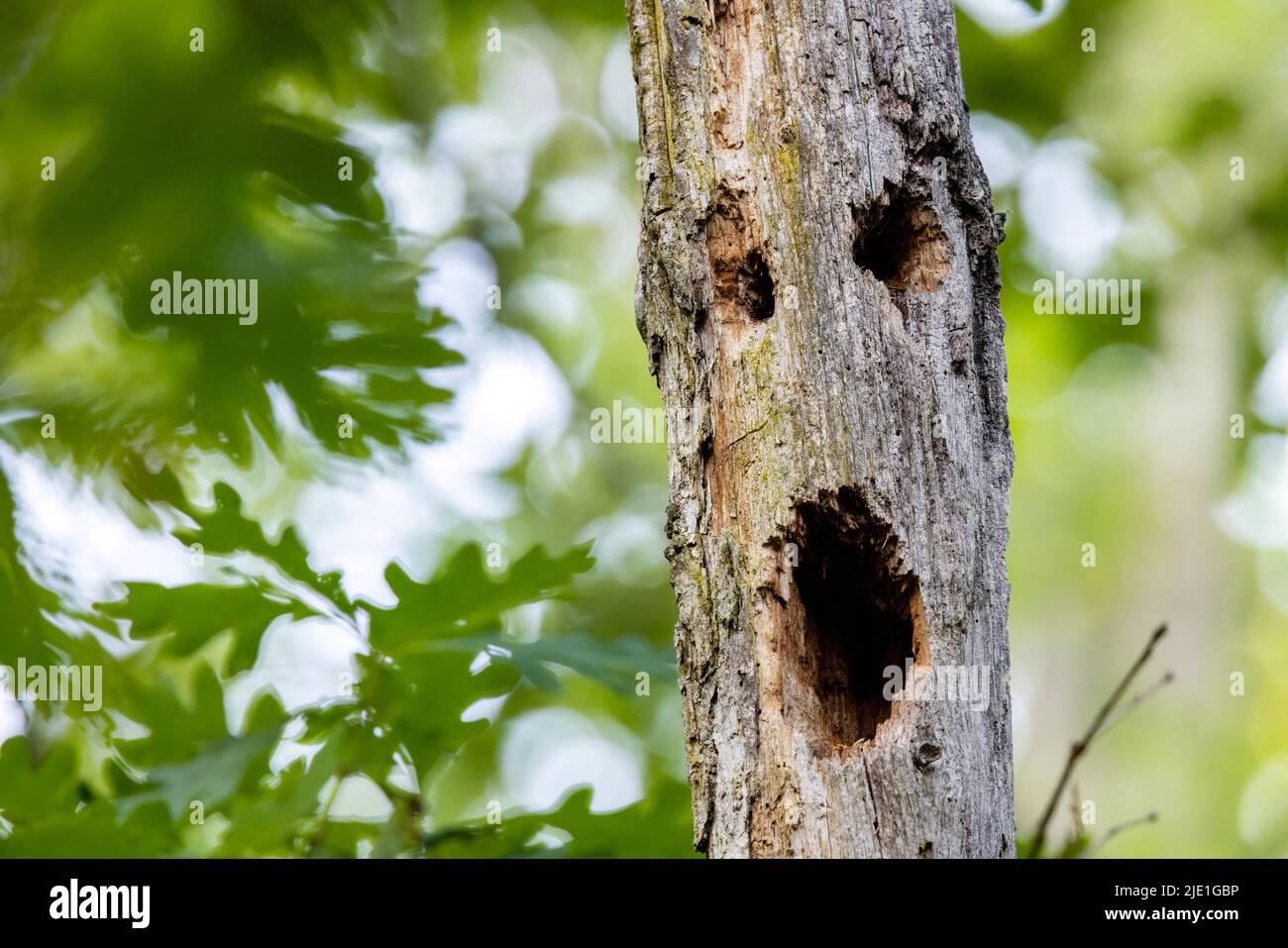 Beängstigendes Gesicht im Baumstamm - Brevard, North Carolina, USA Stockfoto