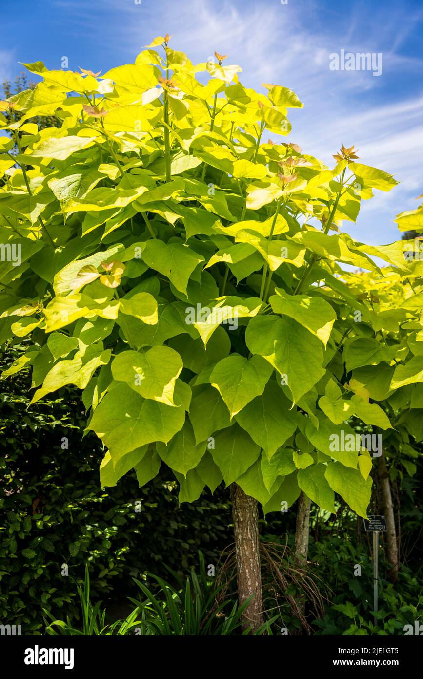 Catalpa bignonioides 'Aurea' - goldener indianischer Bohnenbaum Stockfoto