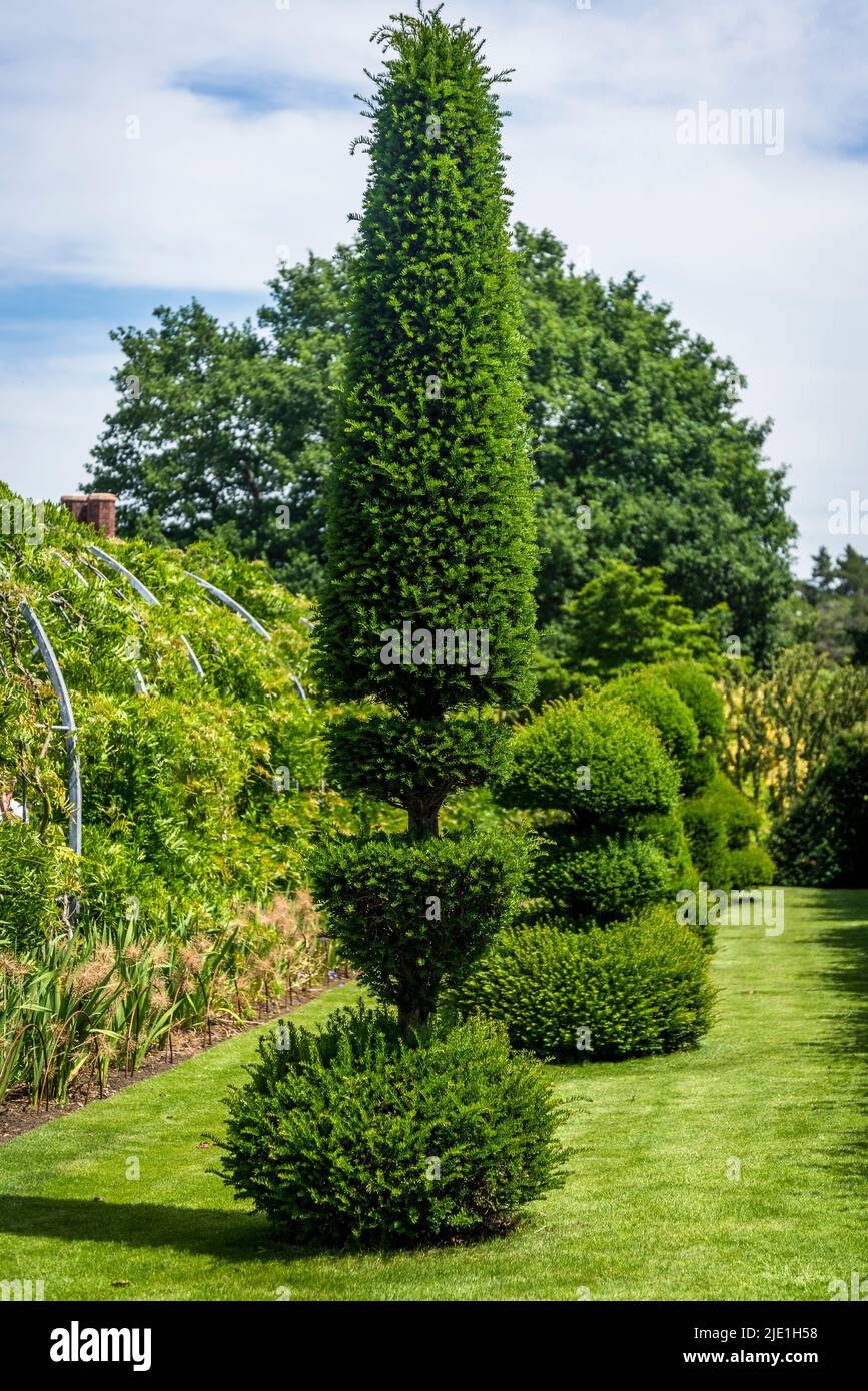 Topiaries, RHS Wisley Gardens, Surrey, England, Großbritannien Stockfoto
