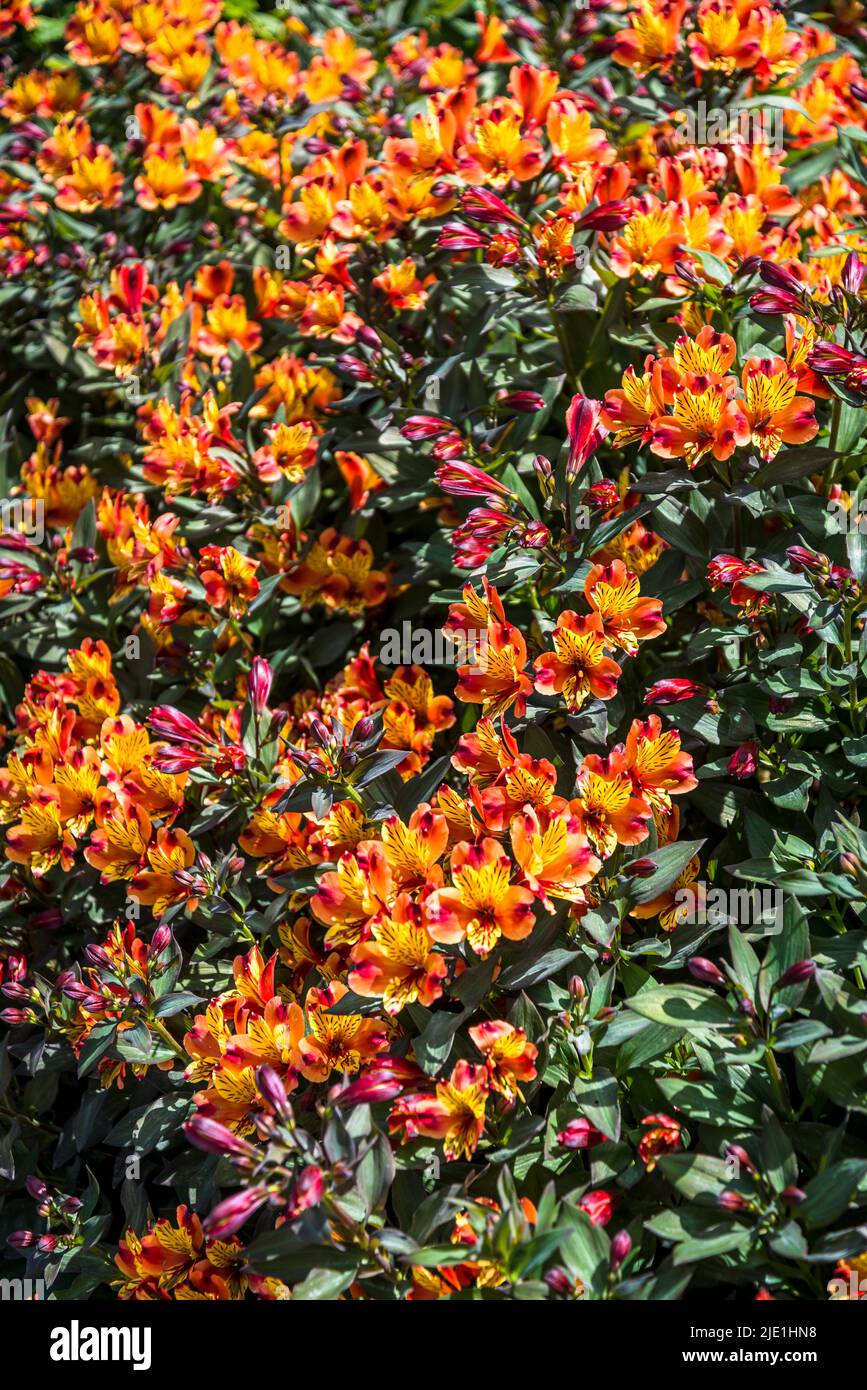 Alstroemeria (Indian Summer) + Toronto' (Summer Paradise Series), peruanische Lilie Stockfoto