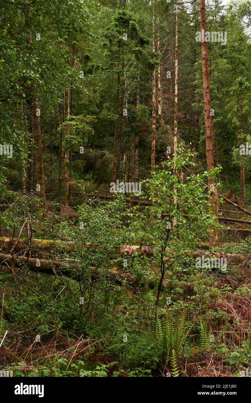 Natürliche Regeneration von Bäumen und Peeling in einer Waldlichtung nach dem Fällen eines Teils einer Nadelplantage. Stockfoto