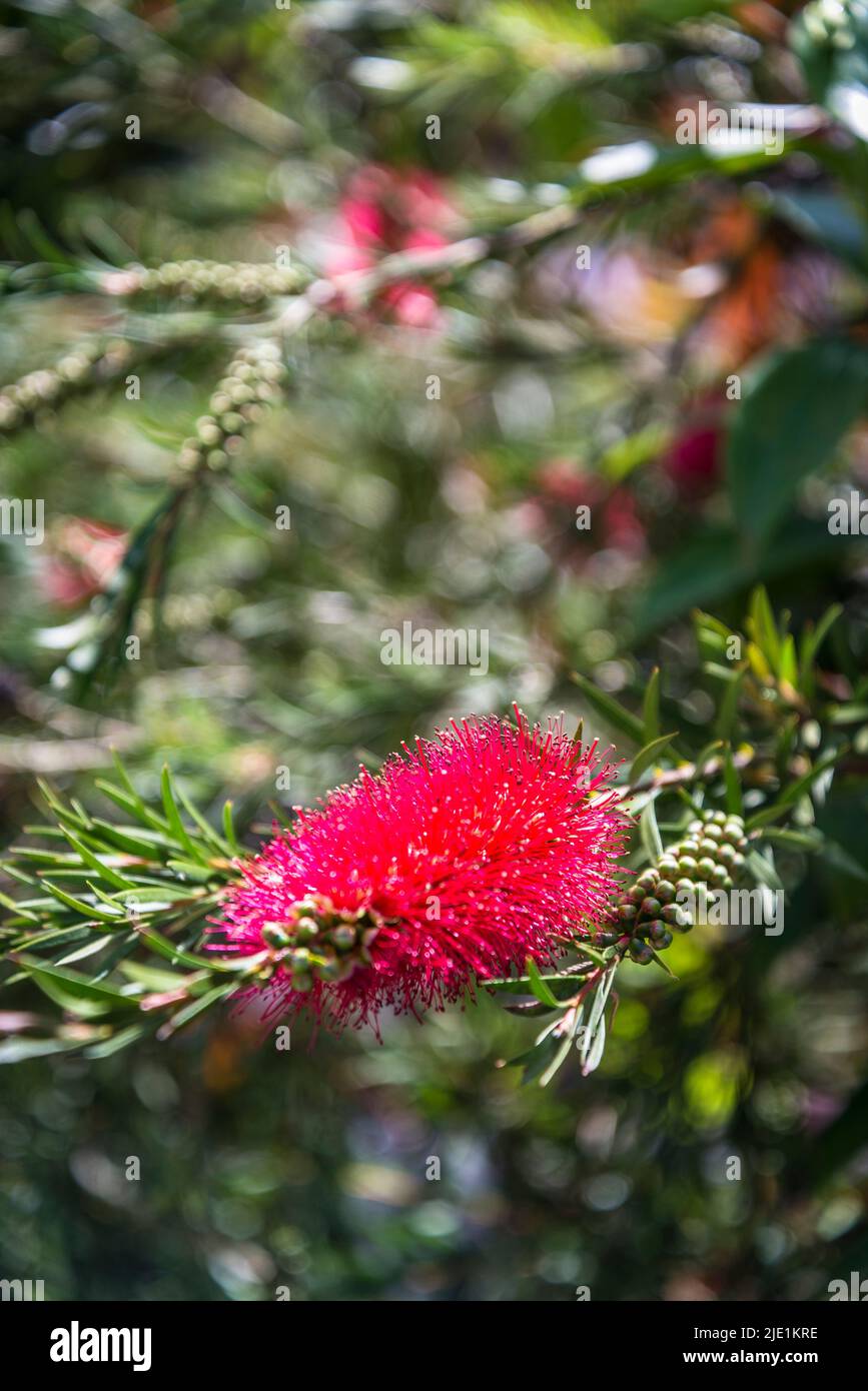 Callistemon supulatus, Flaschenbürste Tina Turner Stockfoto