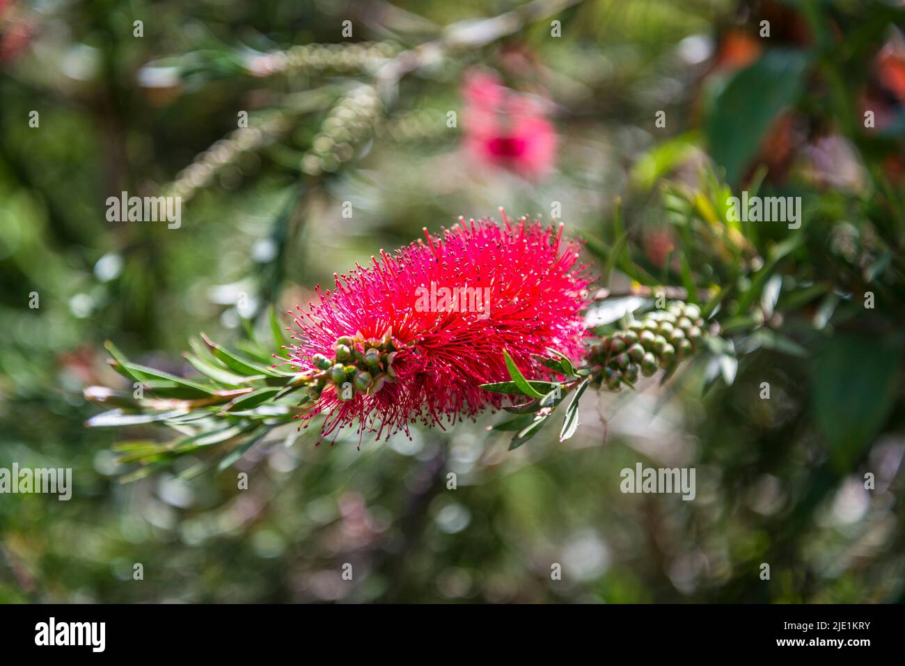 Callistemon supulatus, Flaschenbürste Tina Turner Stockfoto