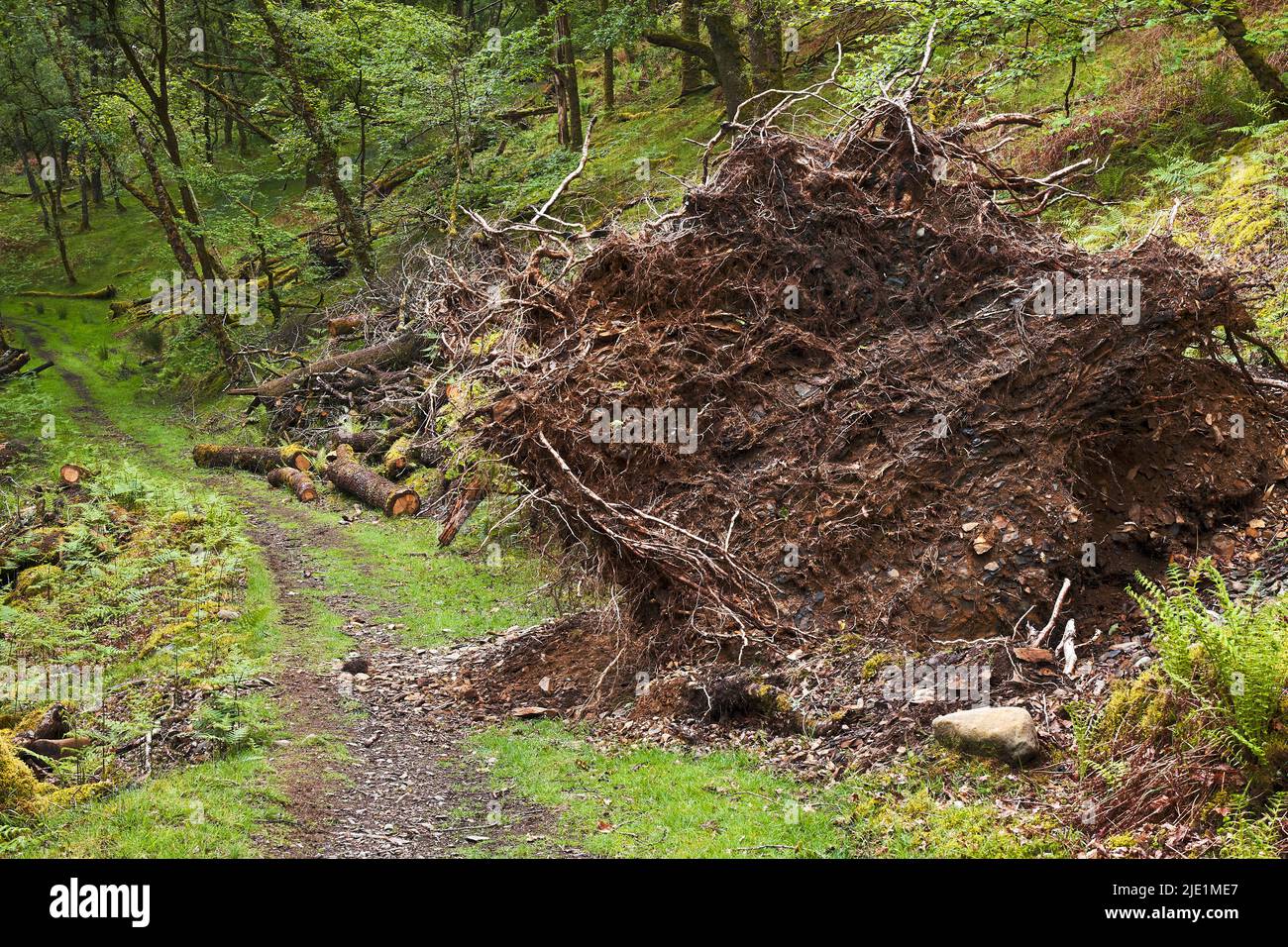 Bachbewegungen passierten moosbedeckte Felsen und Bäume im Wald Stockfoto